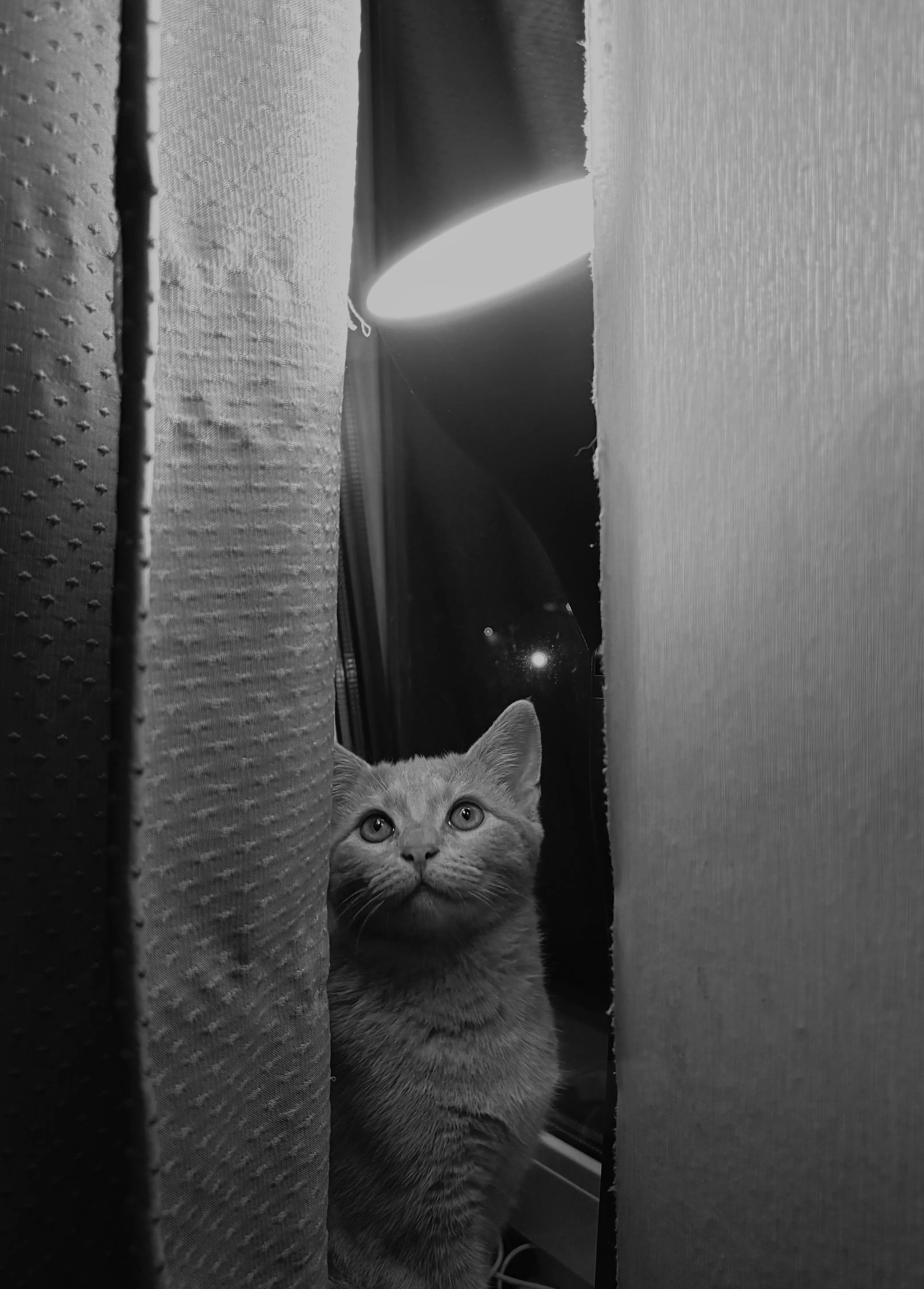 Котенок Петя