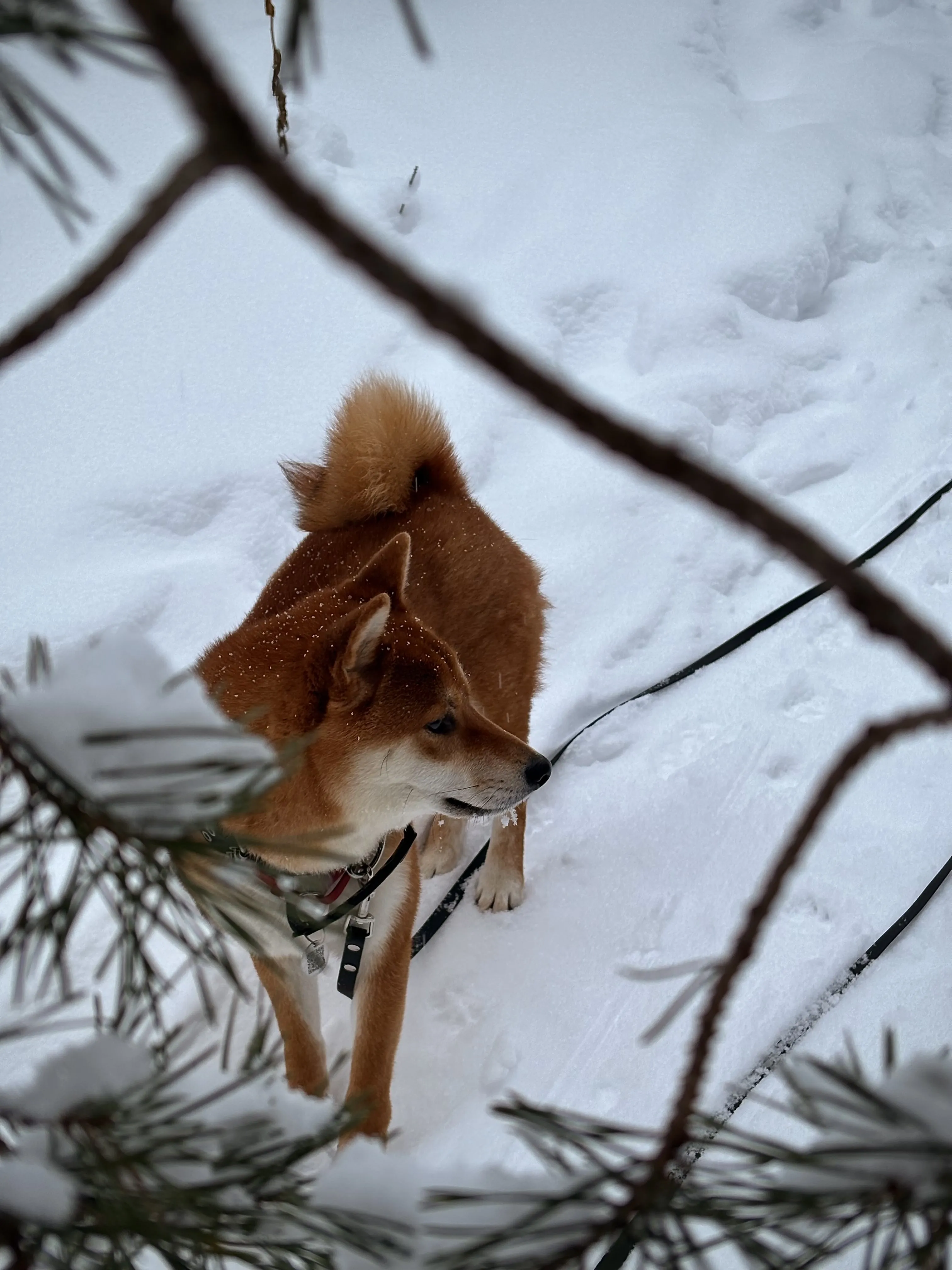 Рыжий