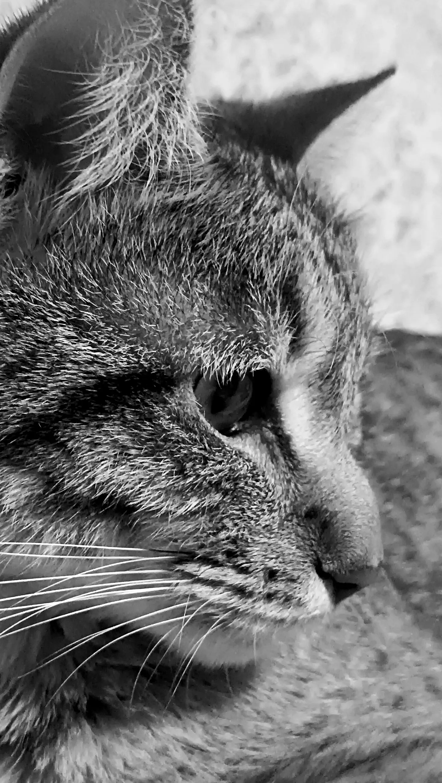 Греческий кот)