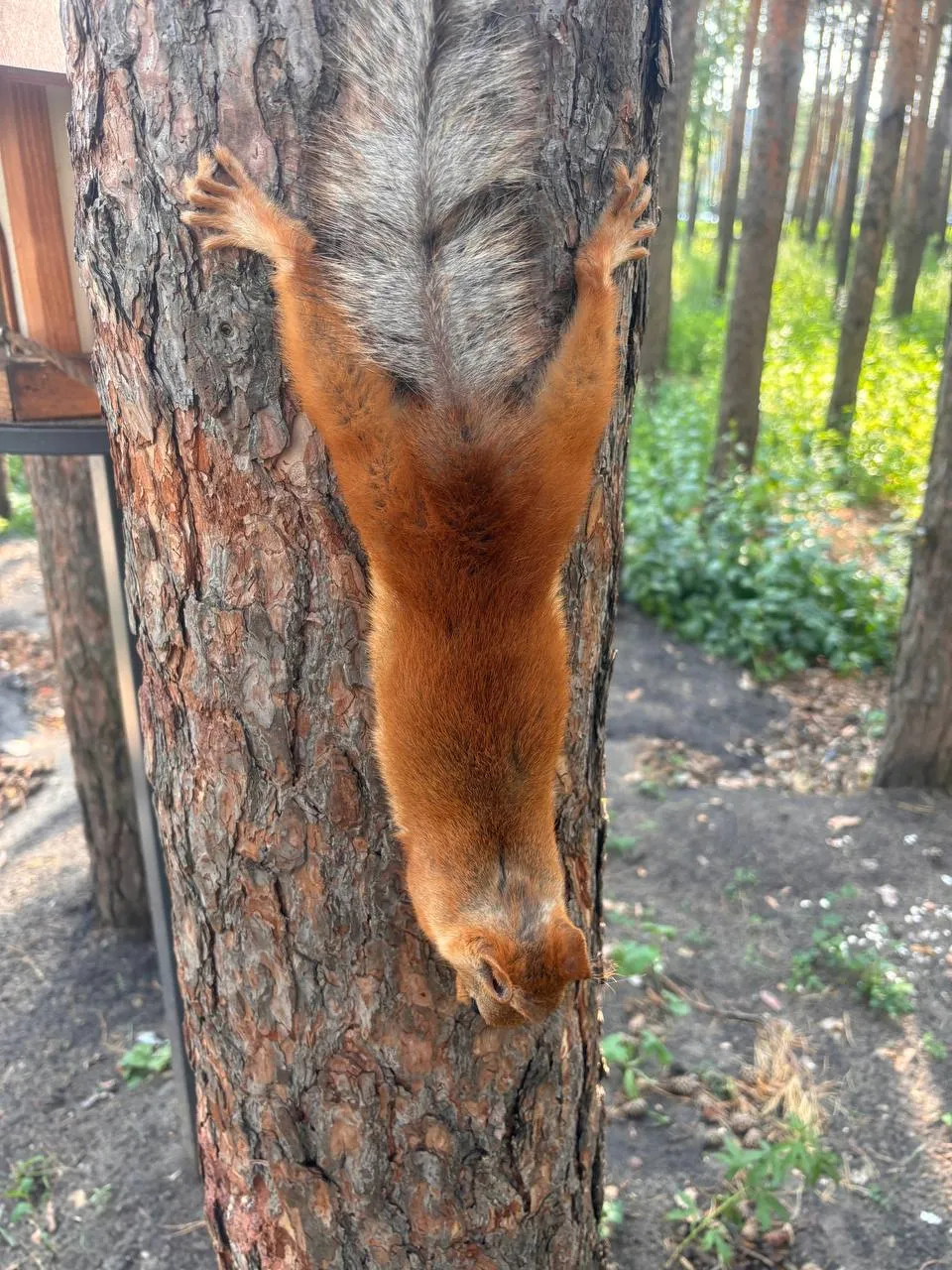 А так можешь ?