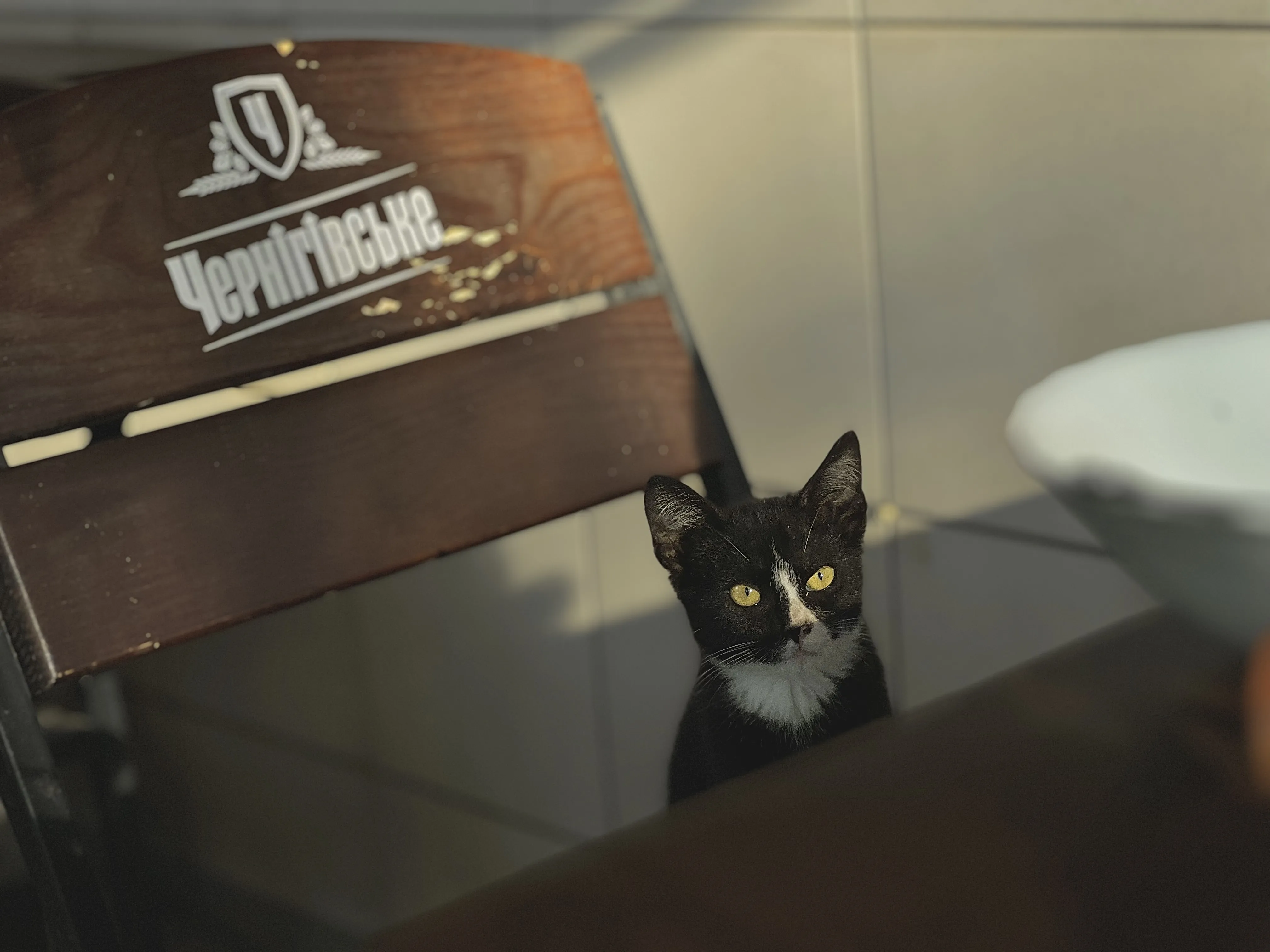Котик за столом