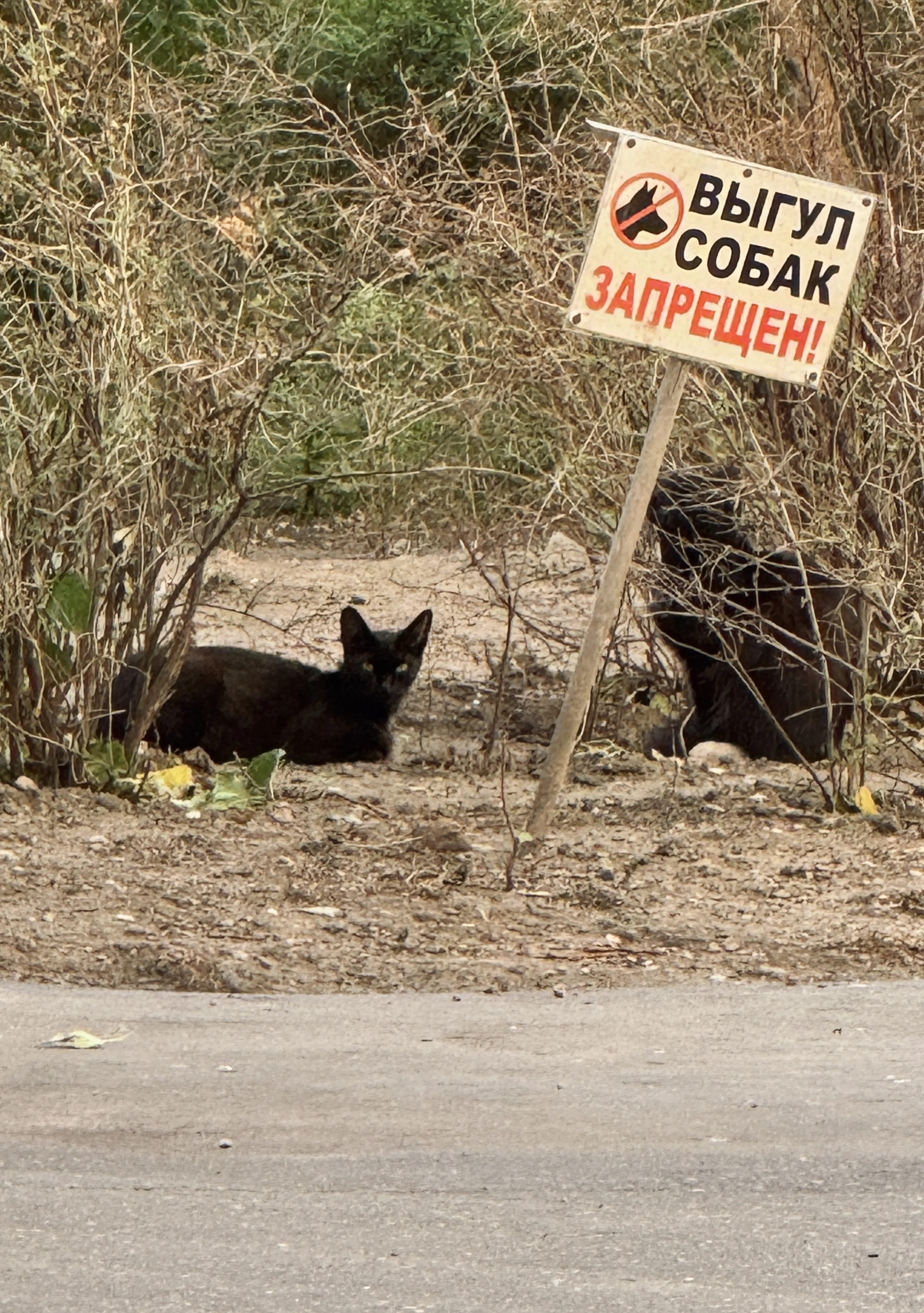Территория кошек