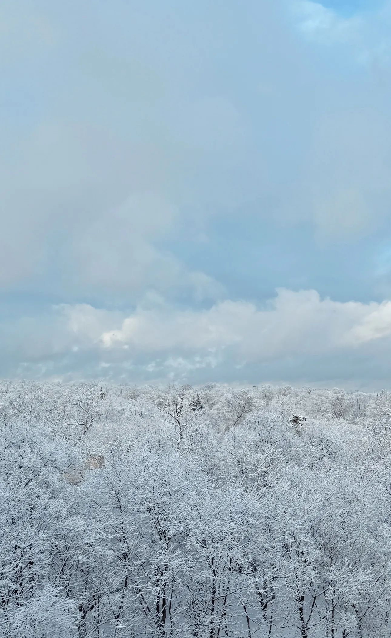 Зимний лес