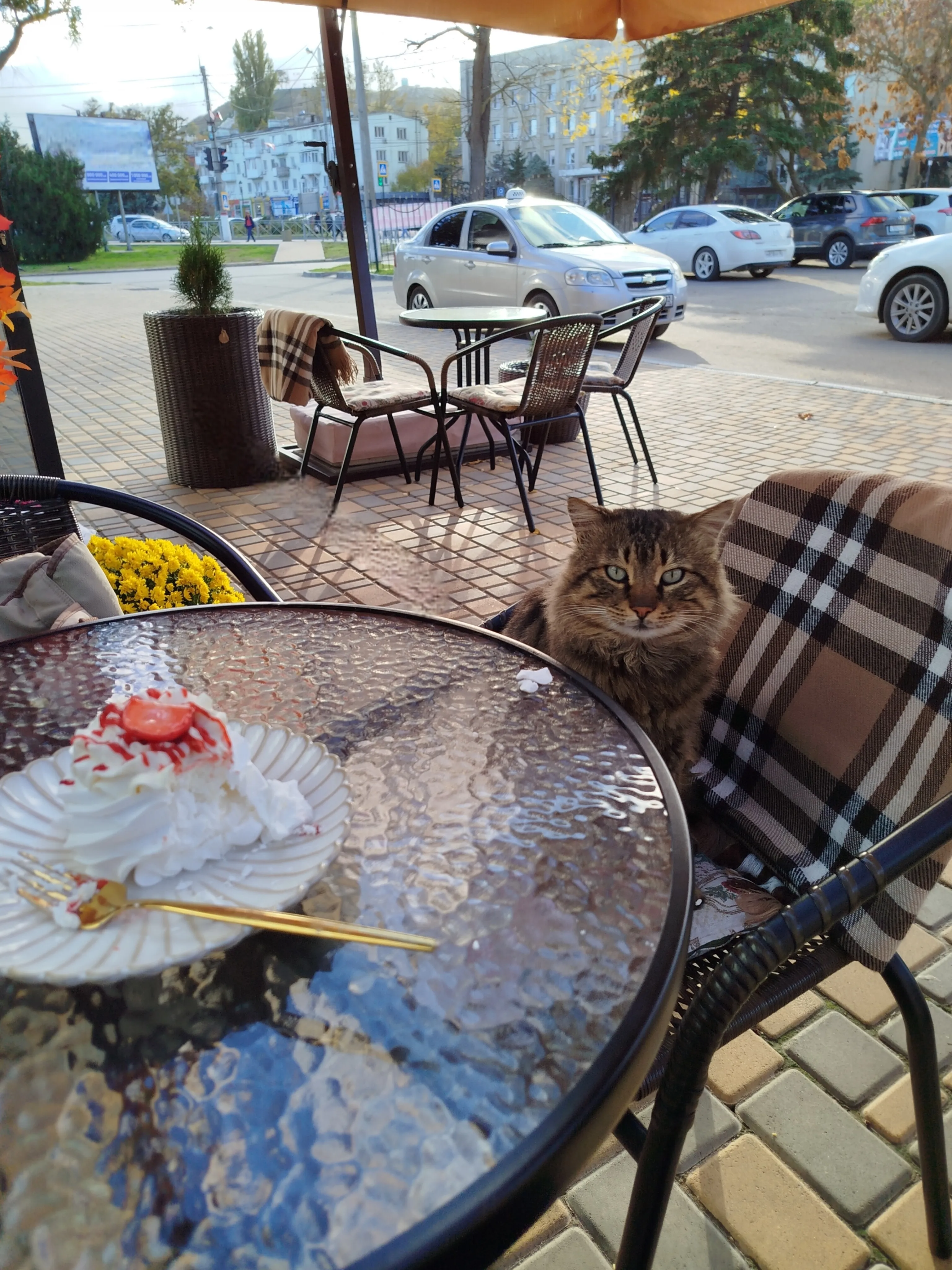 Кот и Павлова