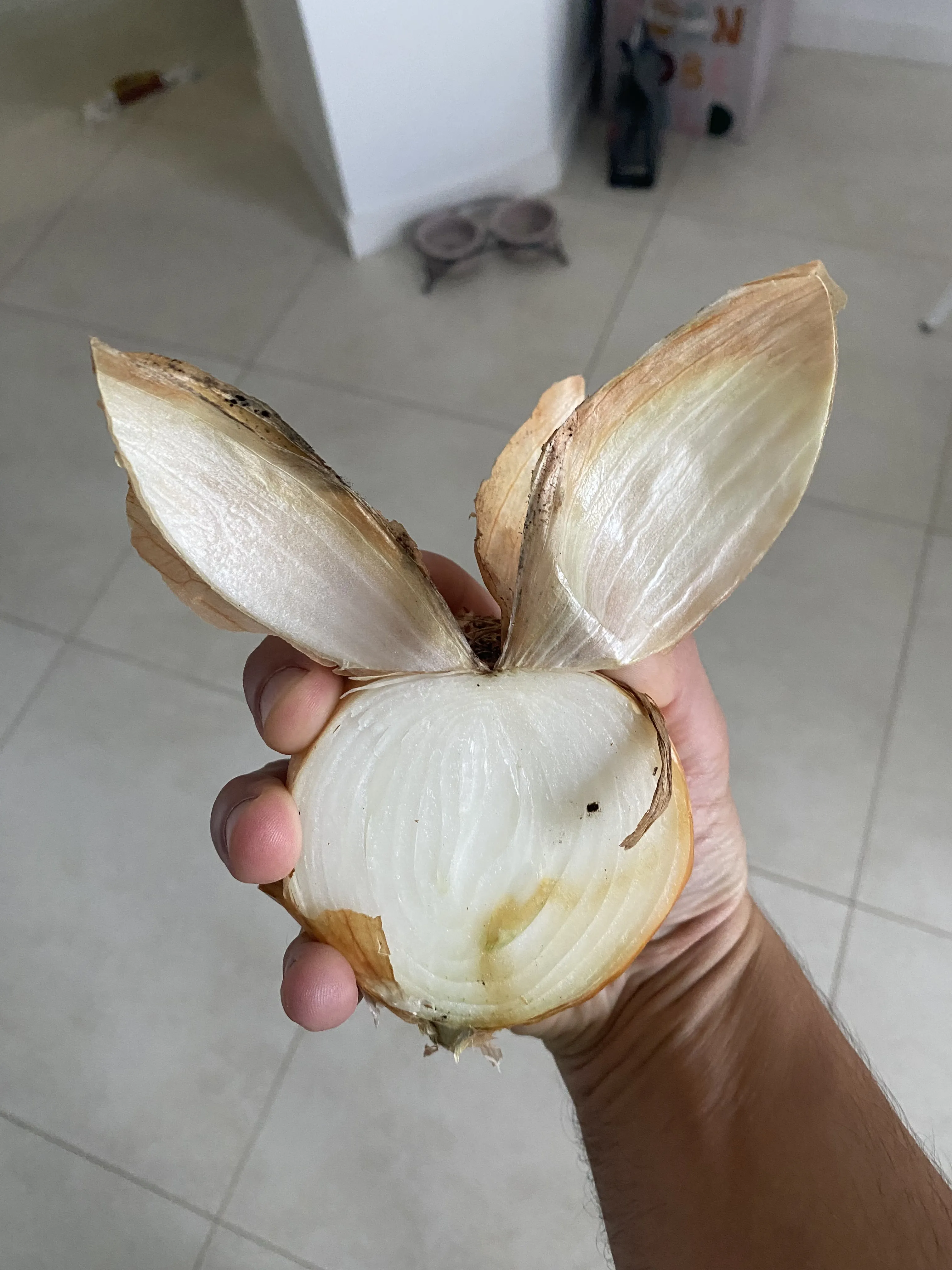 Луковый кролик