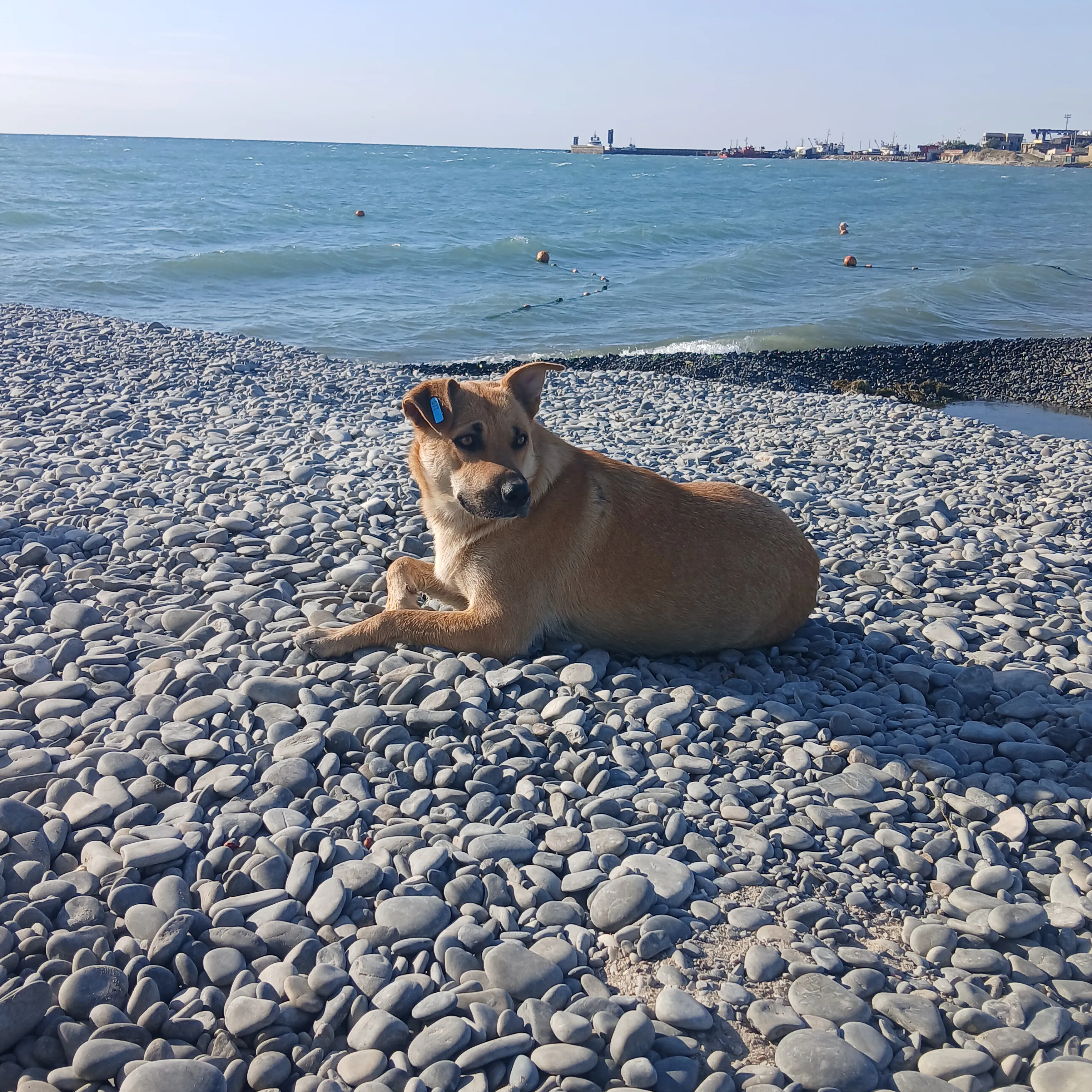 Пес и море