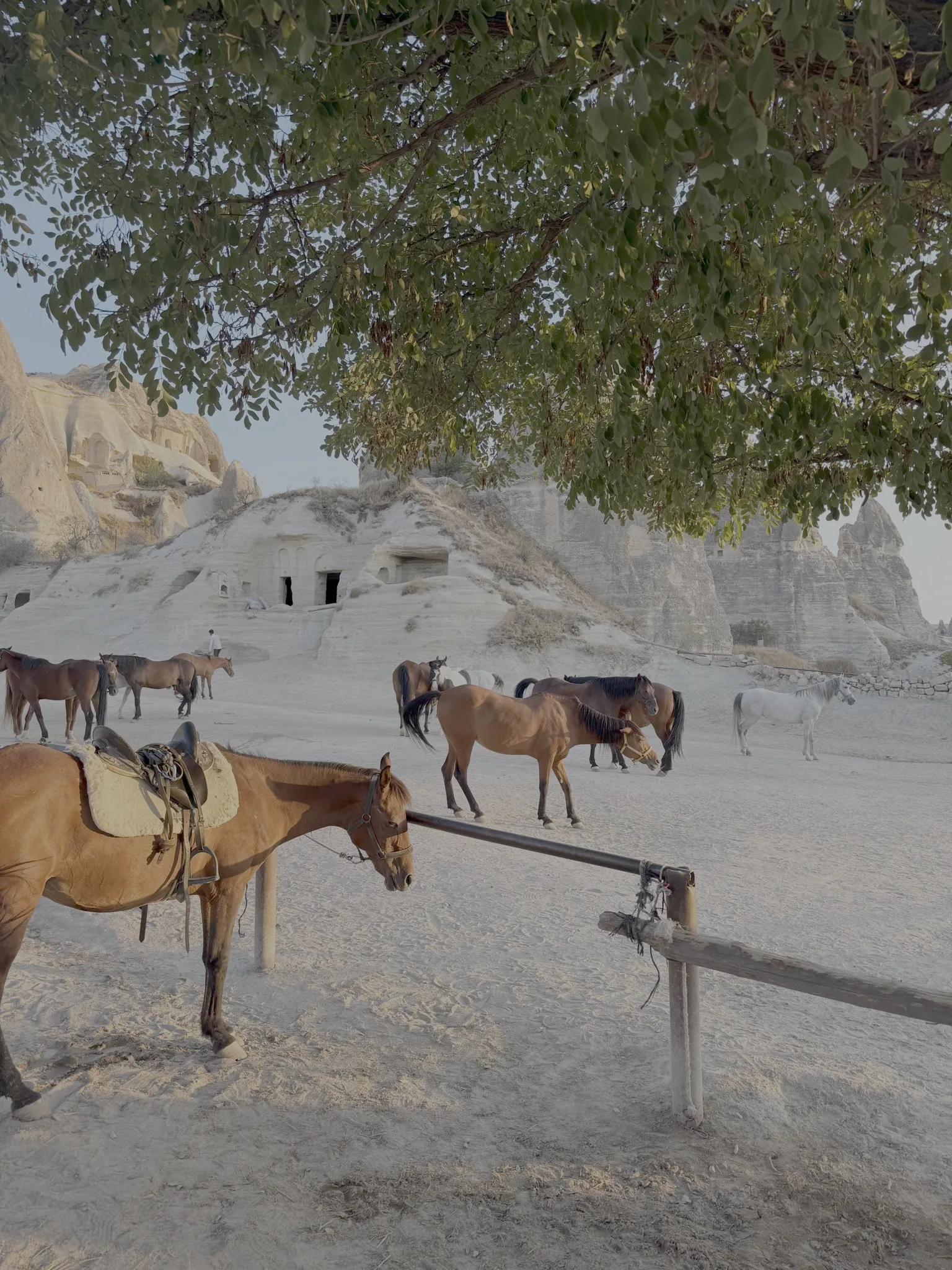 Horses