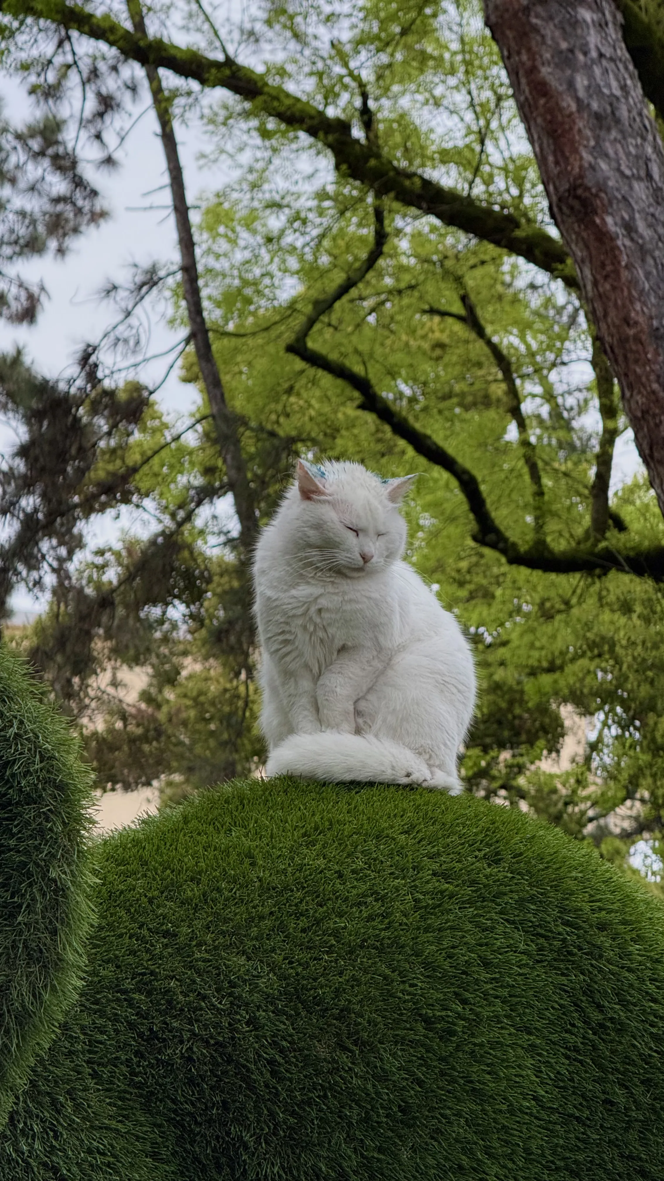 Кот на слоне