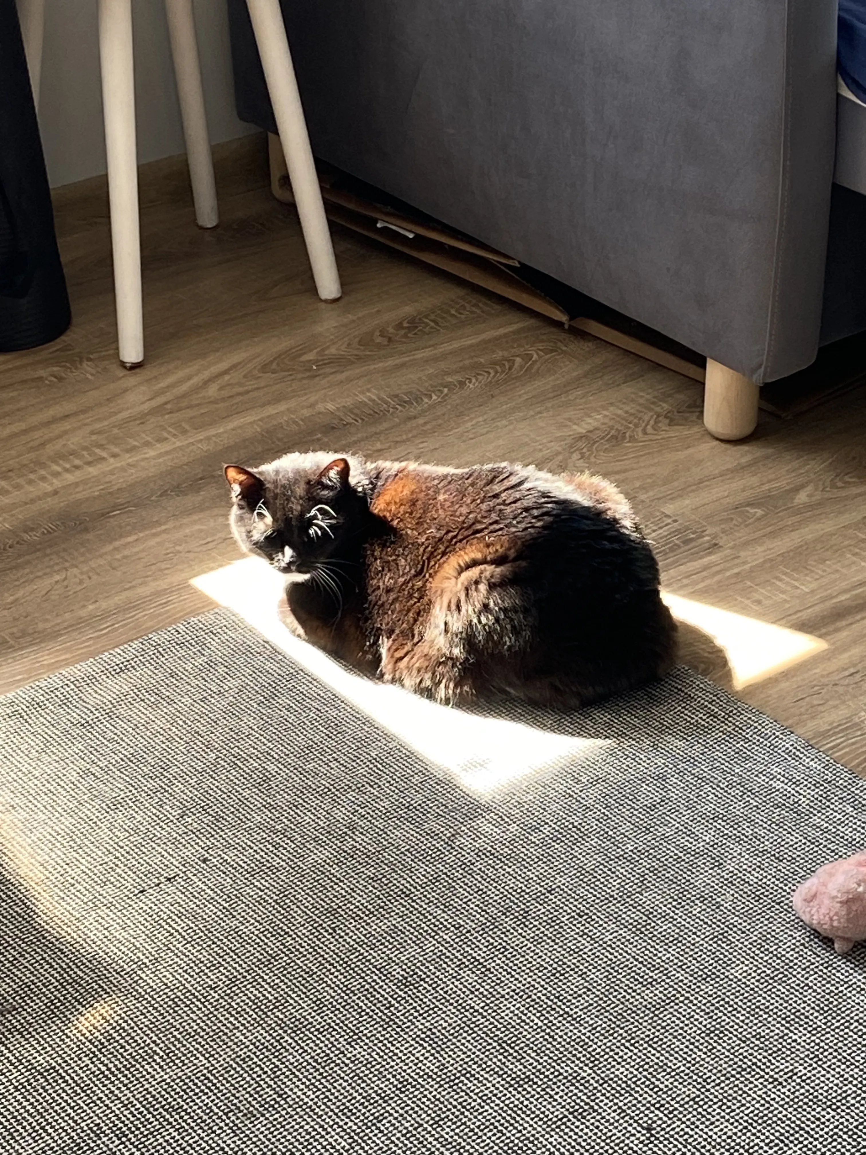 Солнечный котик