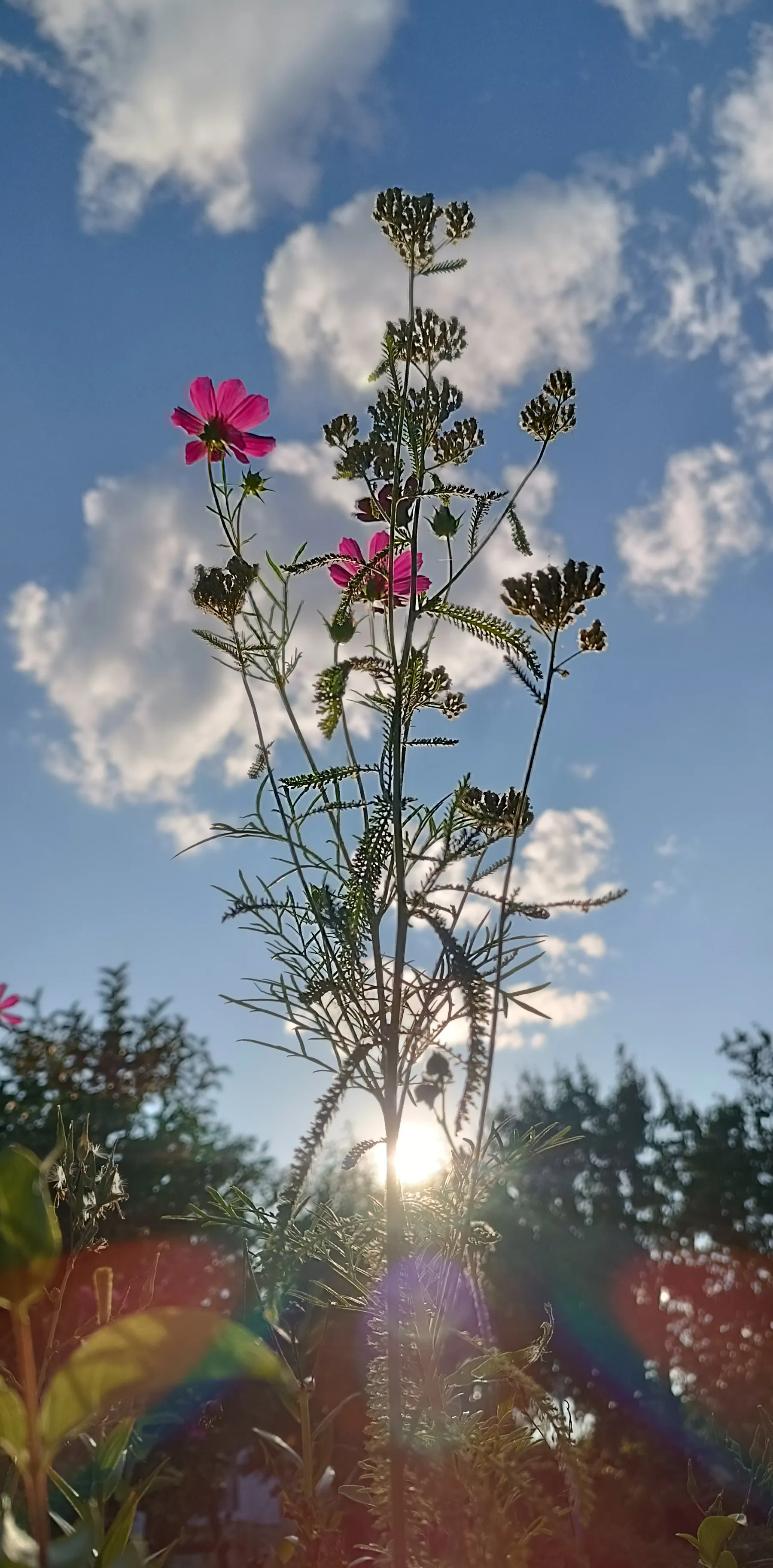 Улетающее лето