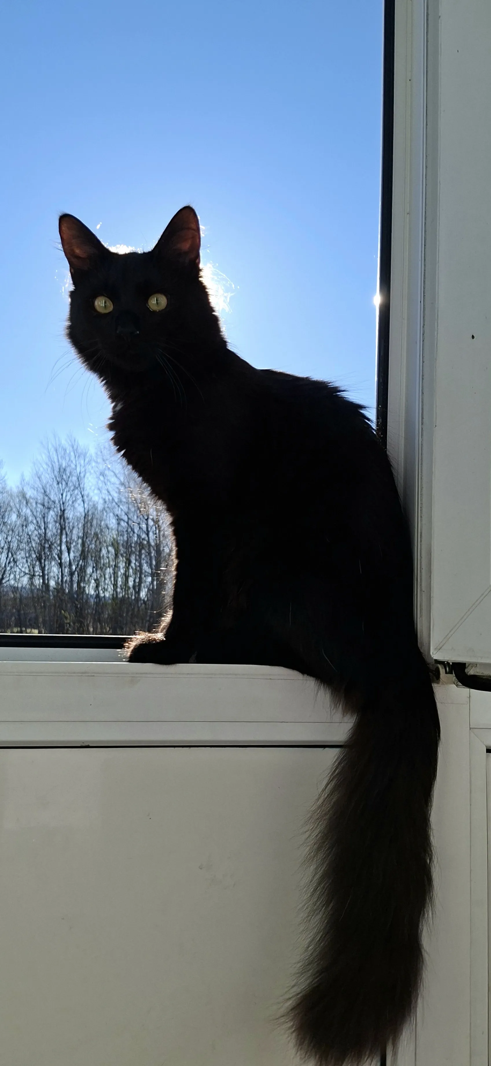 Визит профессора Воланда