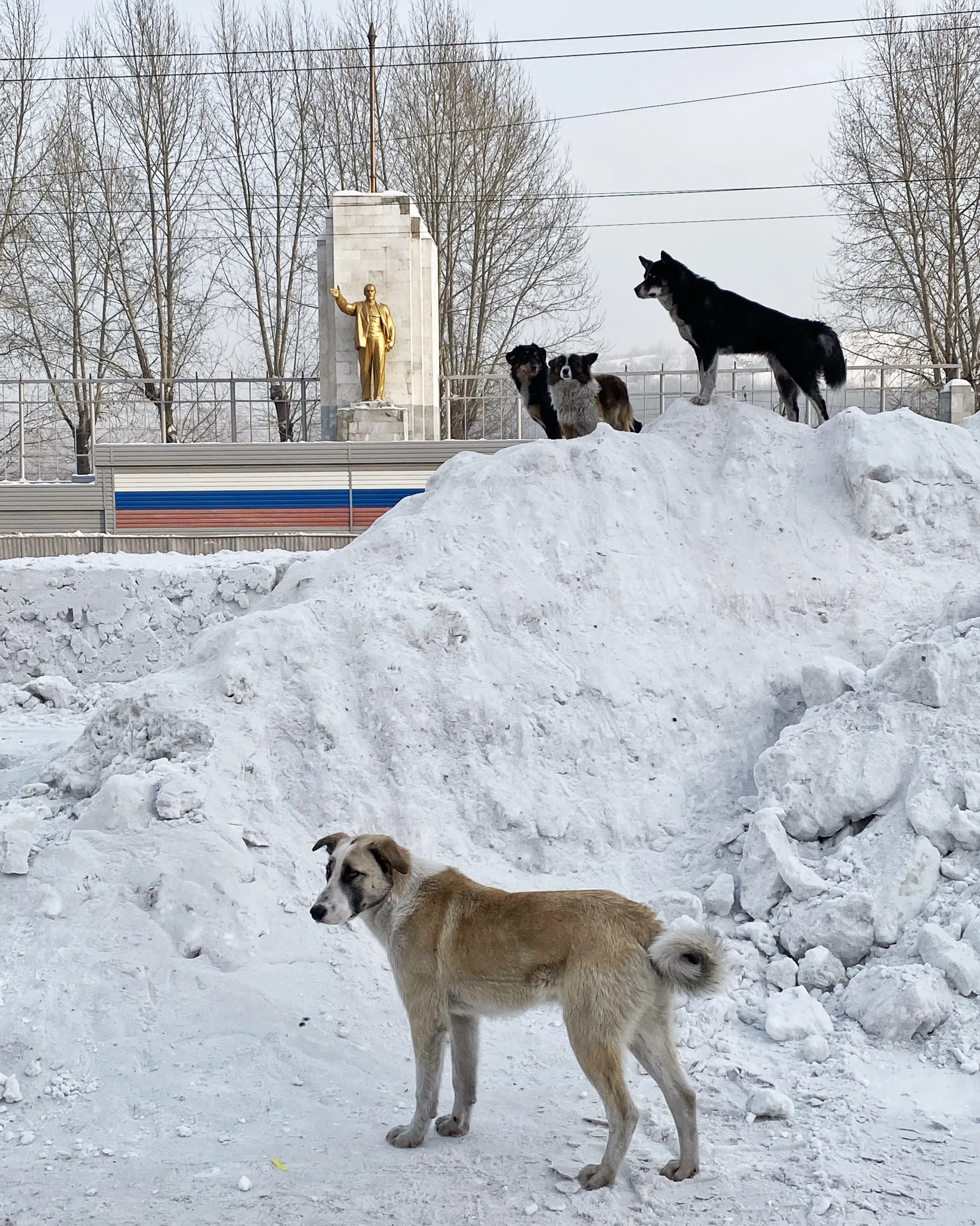 Псы с городских окраин