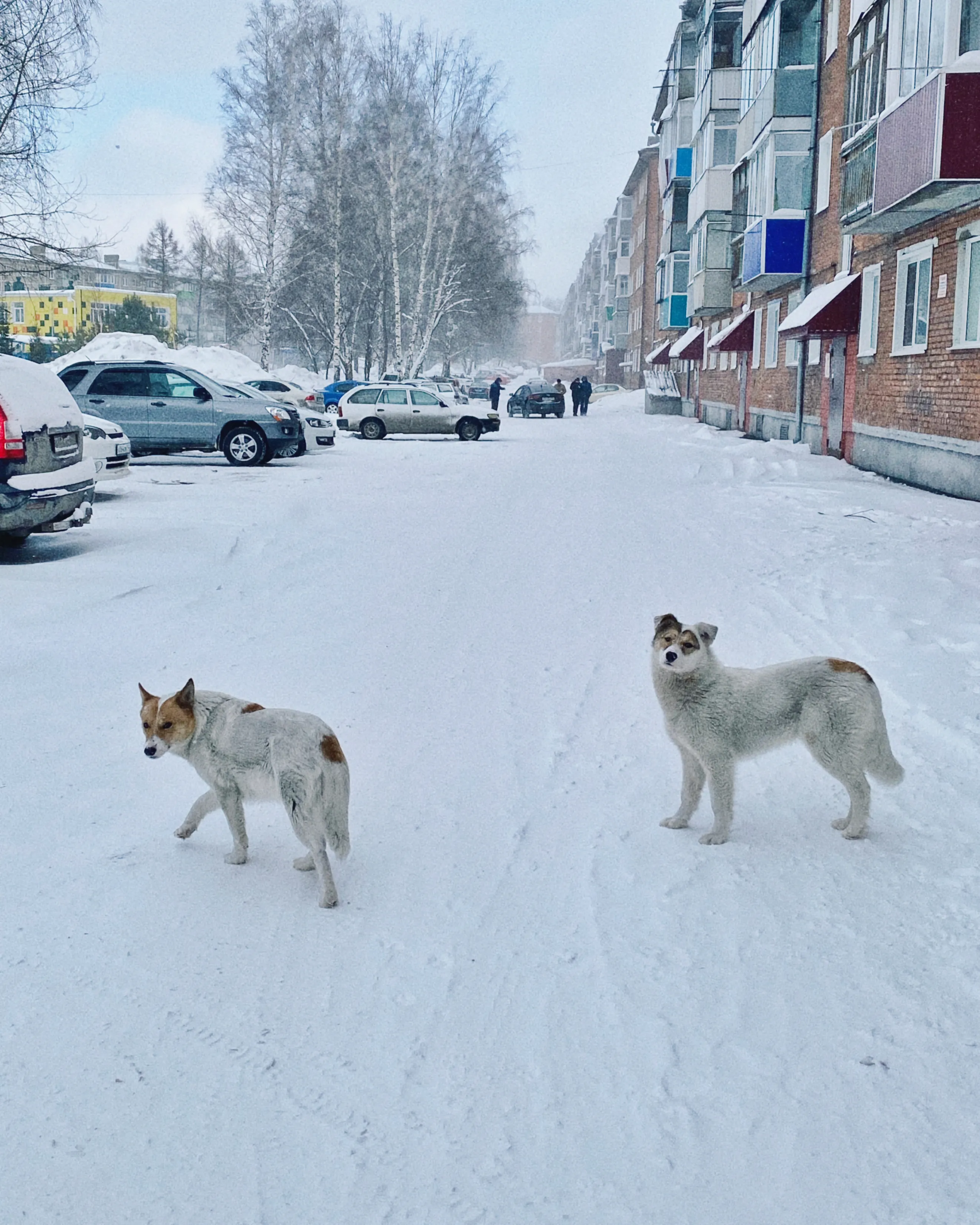 Соседи по двору