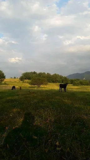 Пастбище