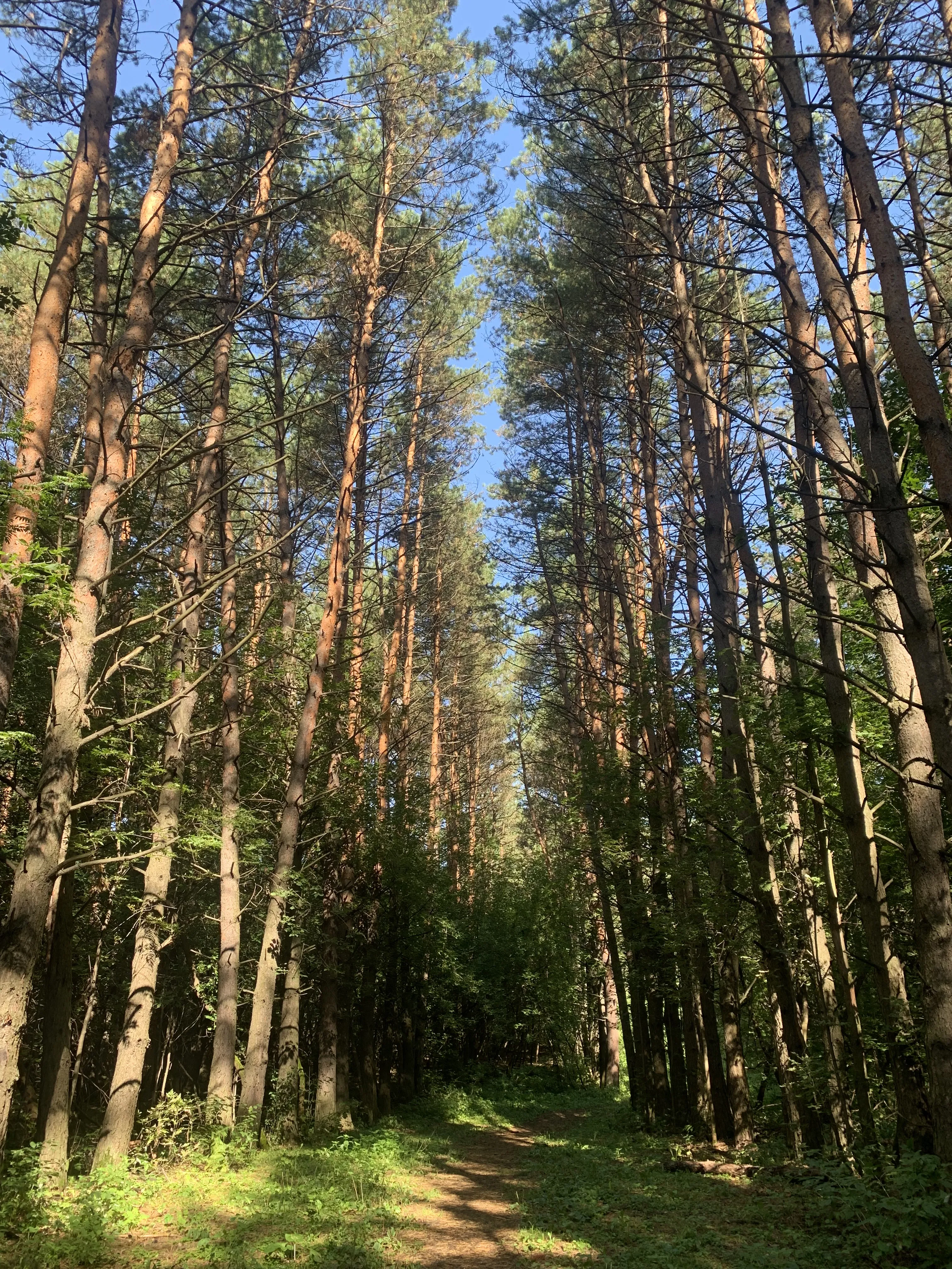 Тропа прояснений