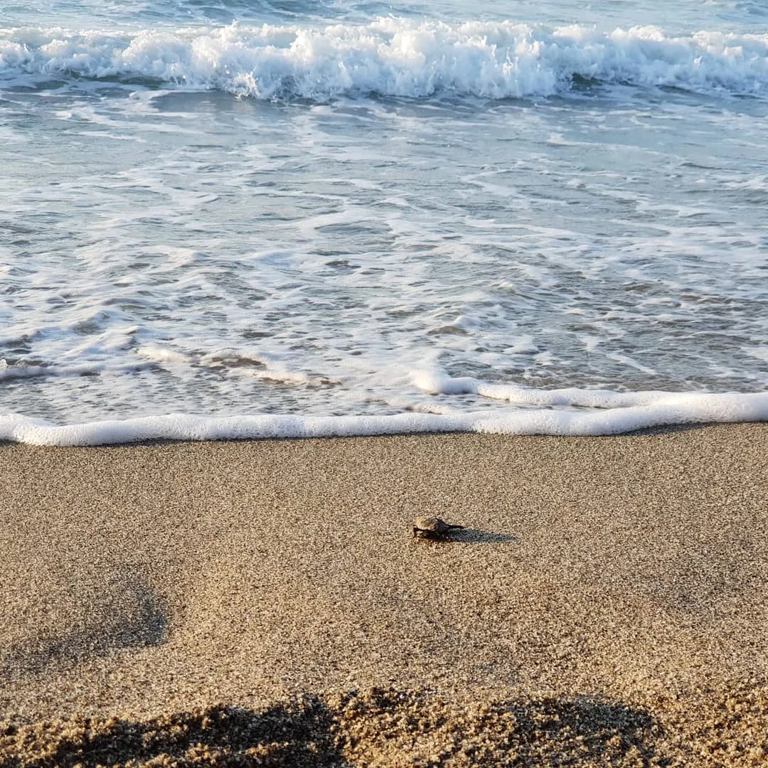Маленькая жизнь у большой воды