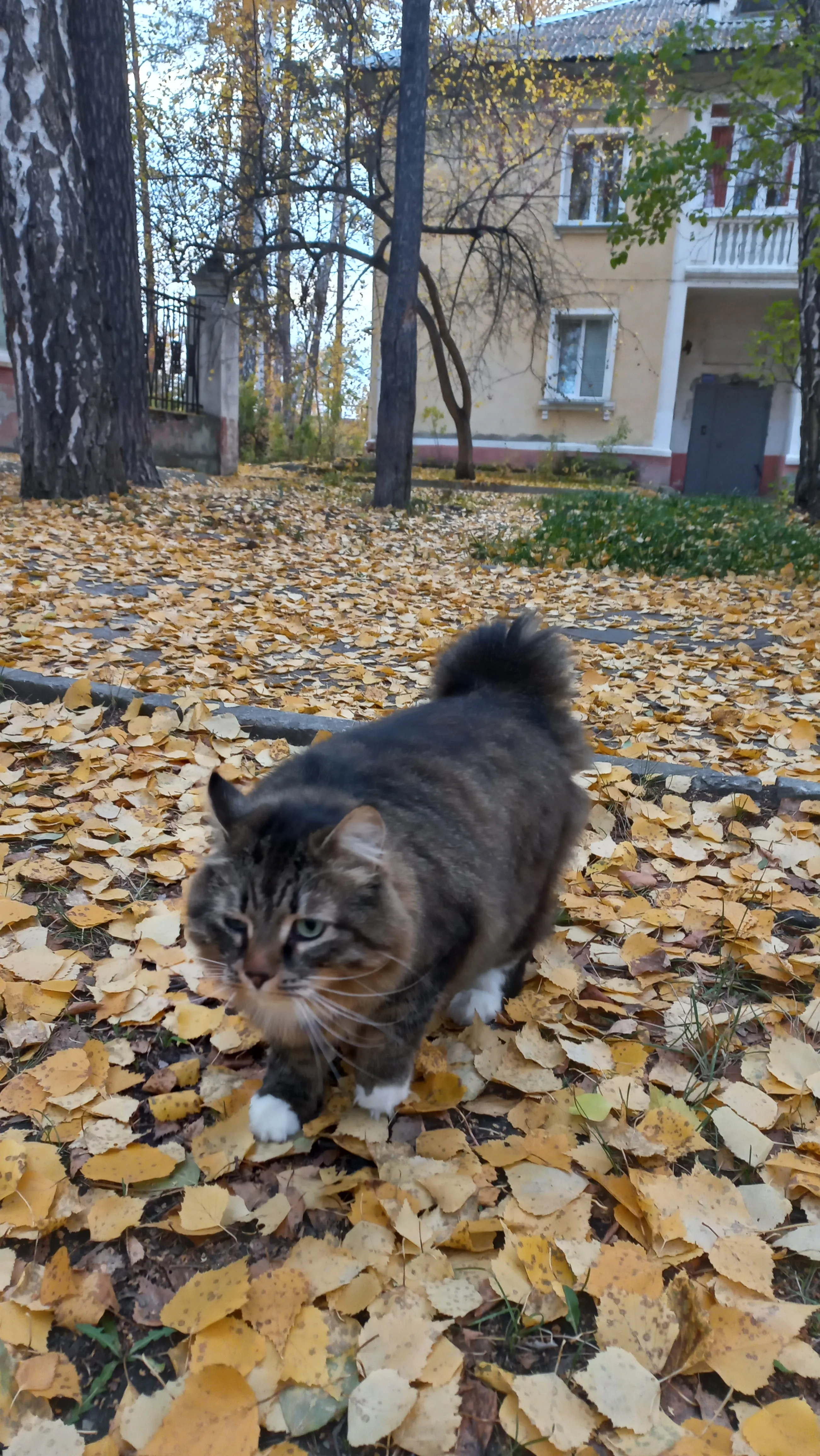 Тихо крадётся осень