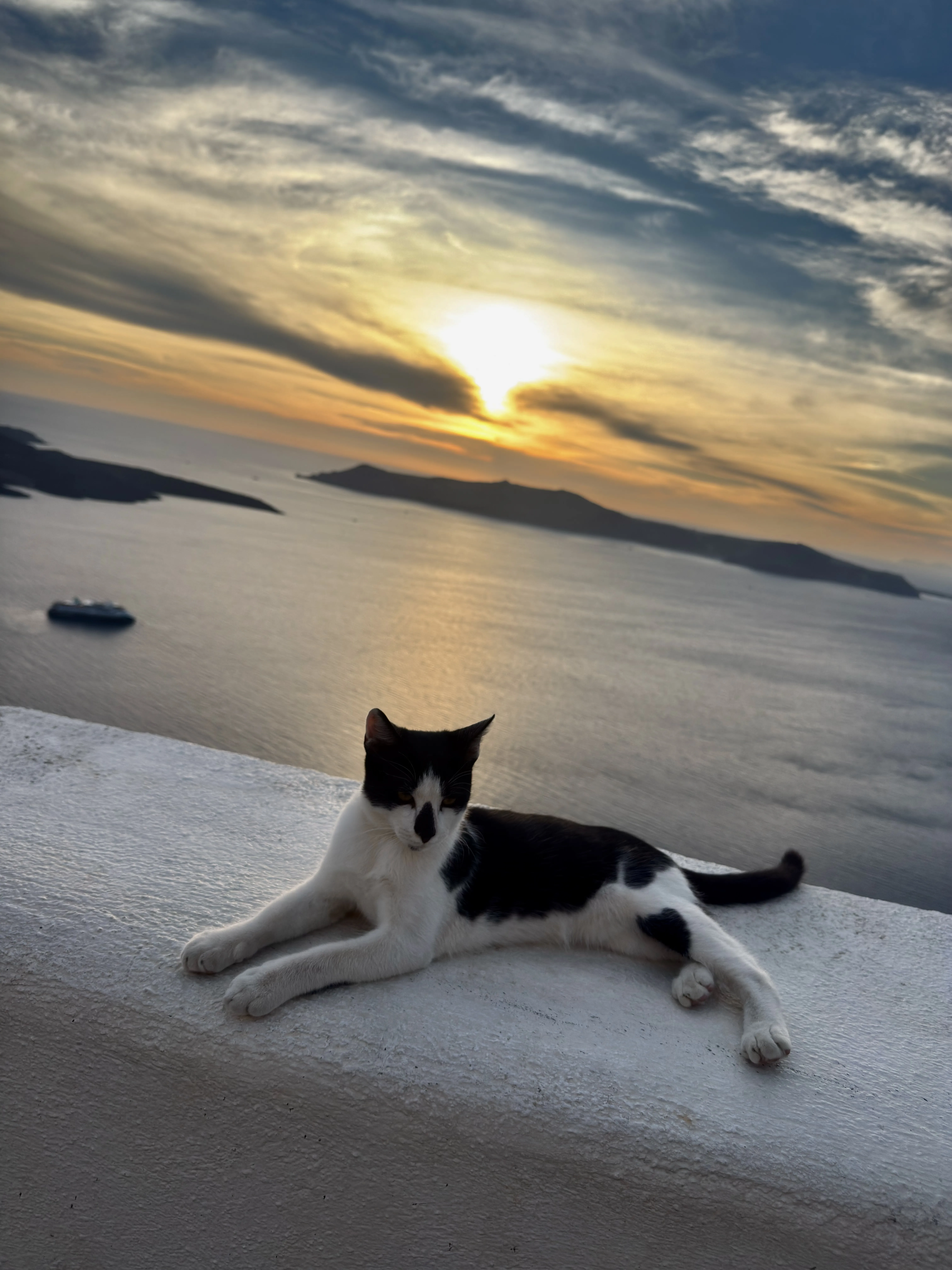 Cat sunset