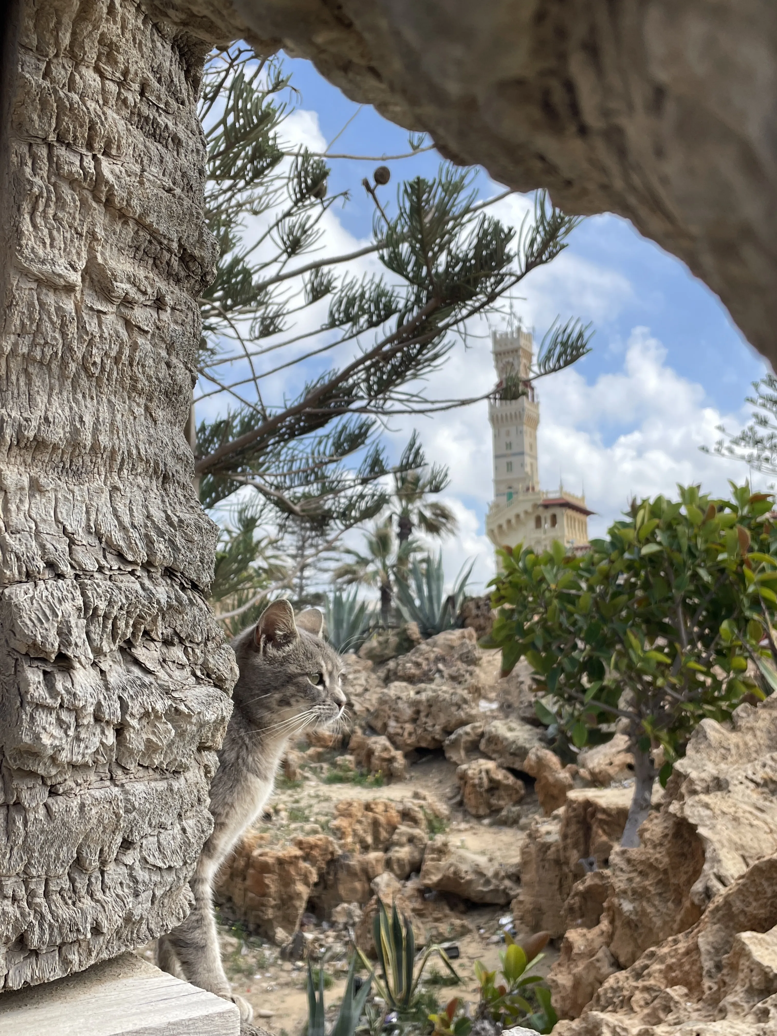 Котики Монтазы