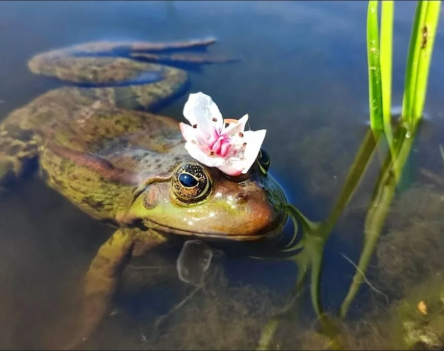 Лягушка-царевна