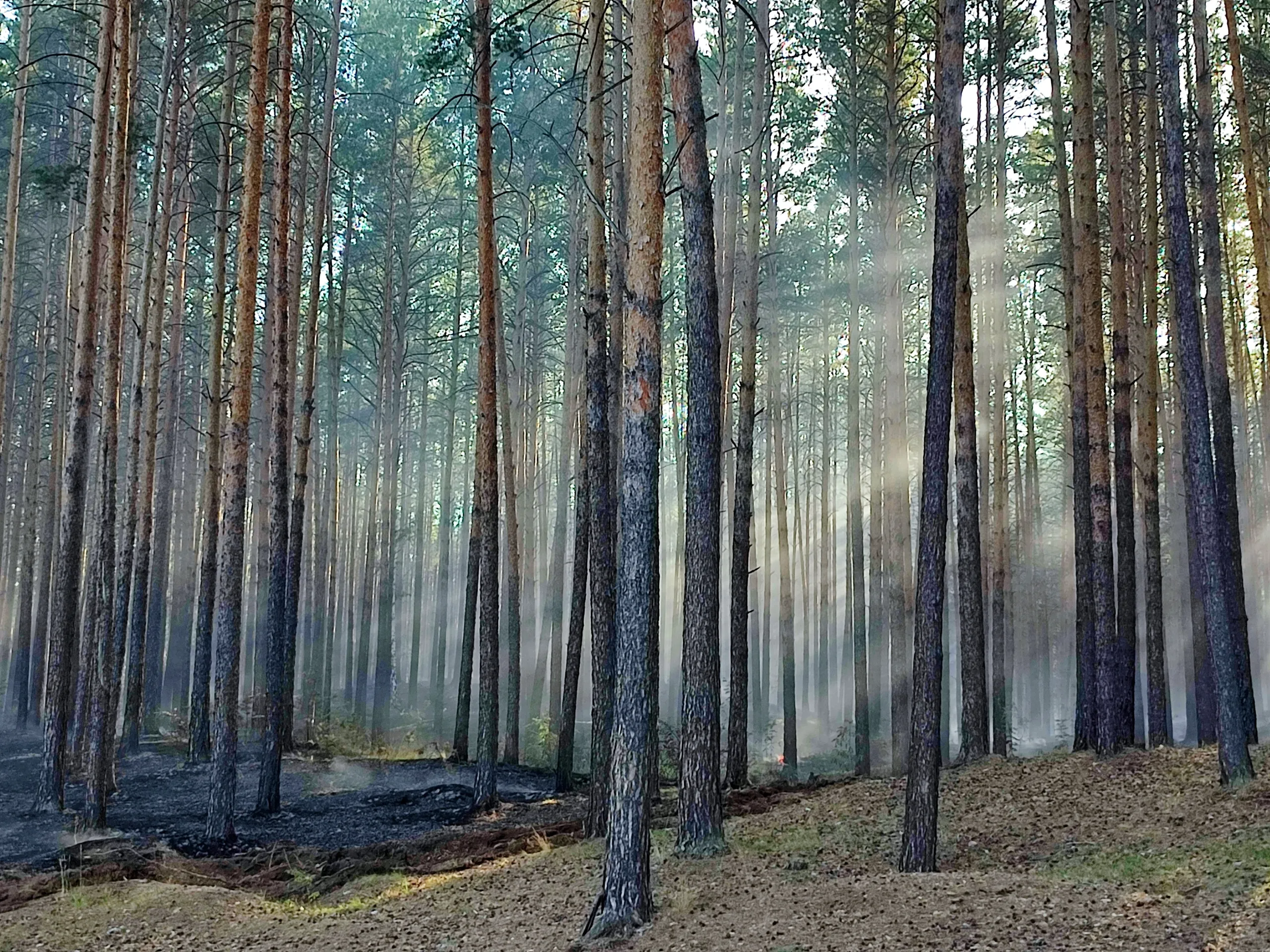 Лес после пожара