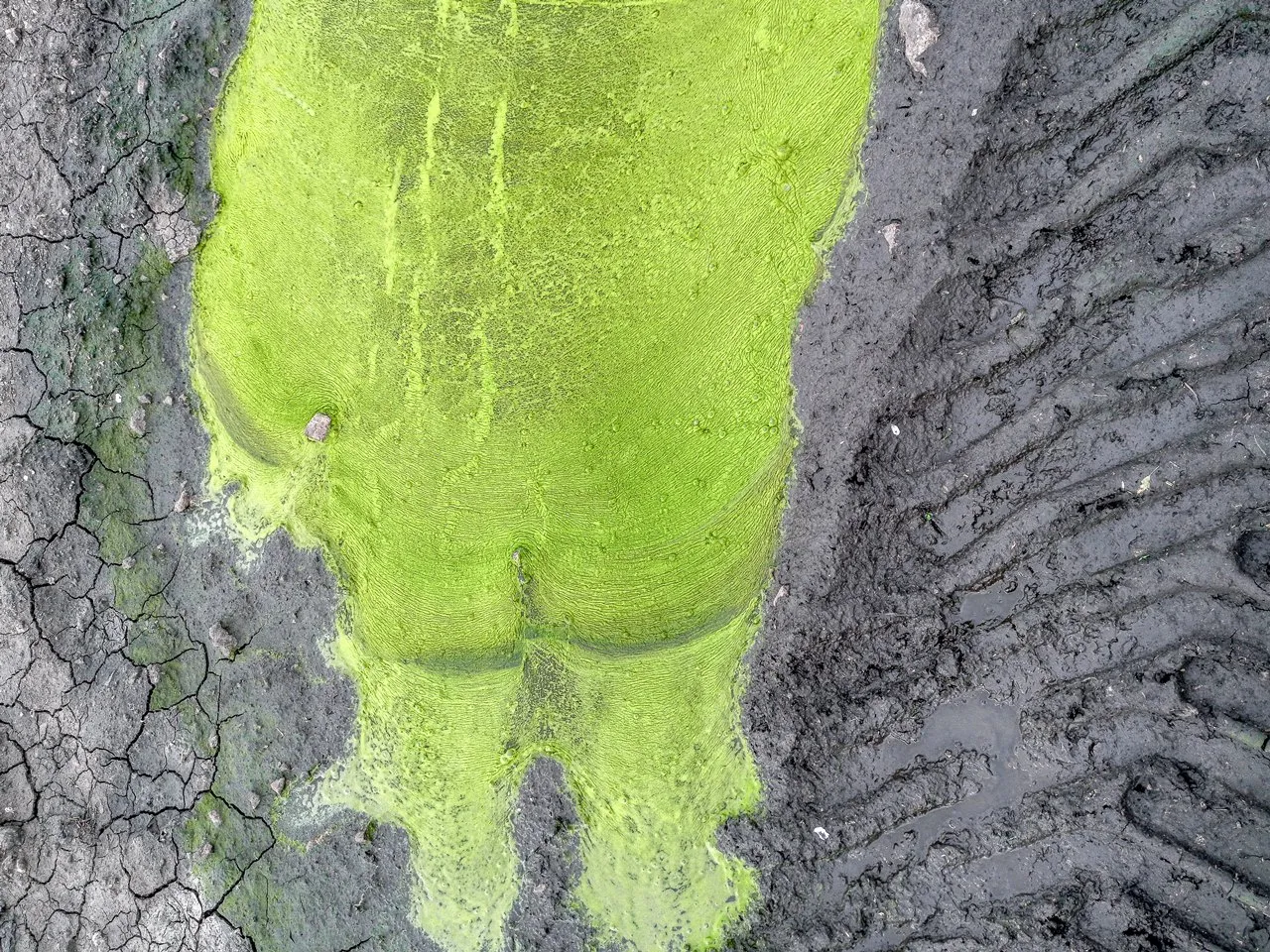 Лужа