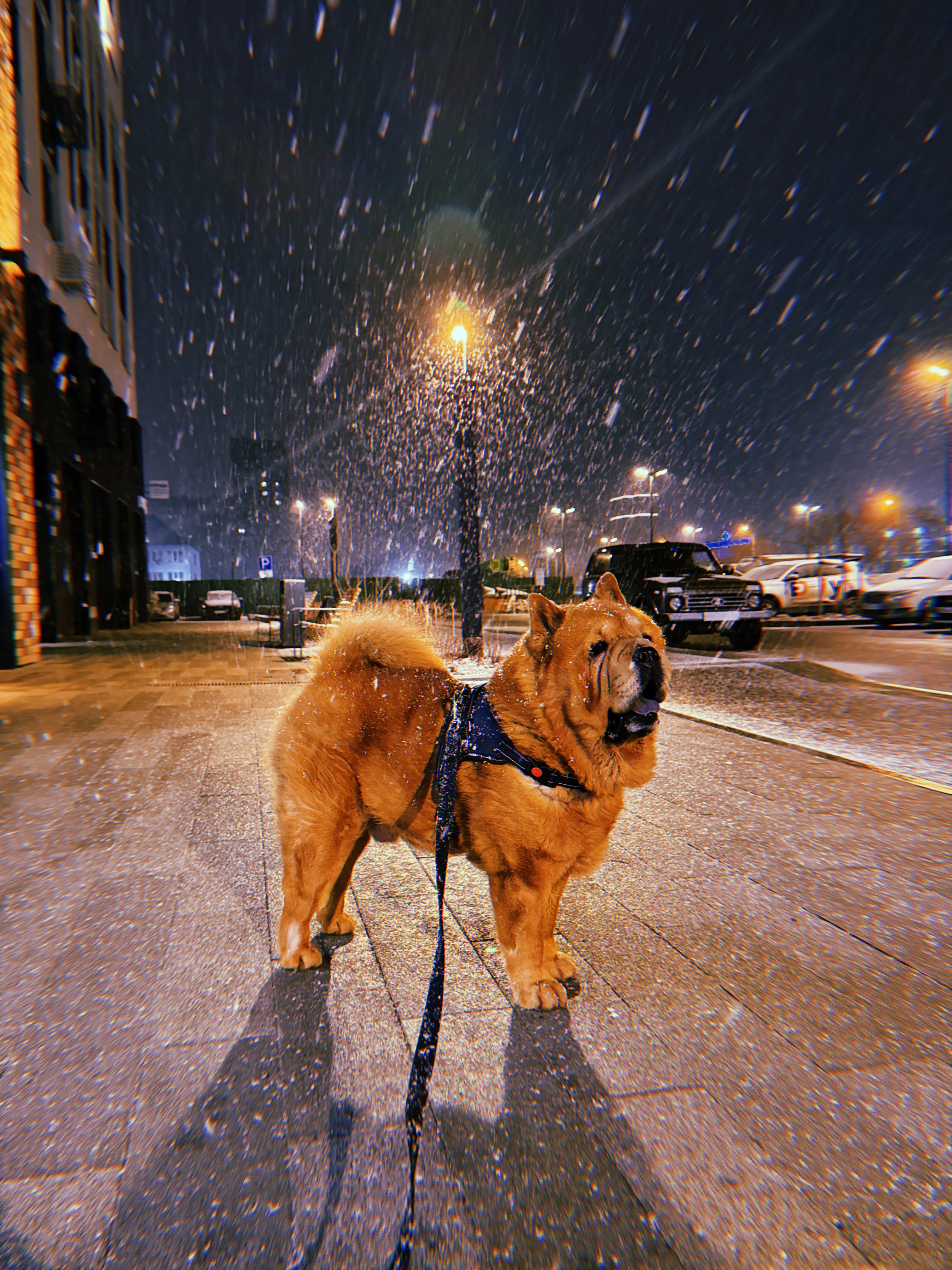 Лизнувший звёздное небо