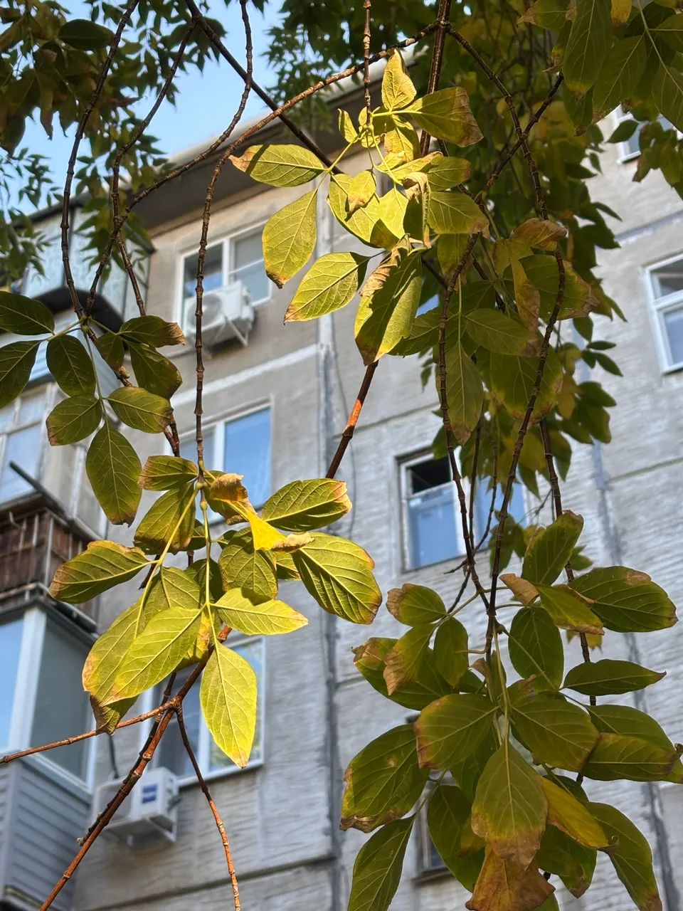Клён под солнцем сентября