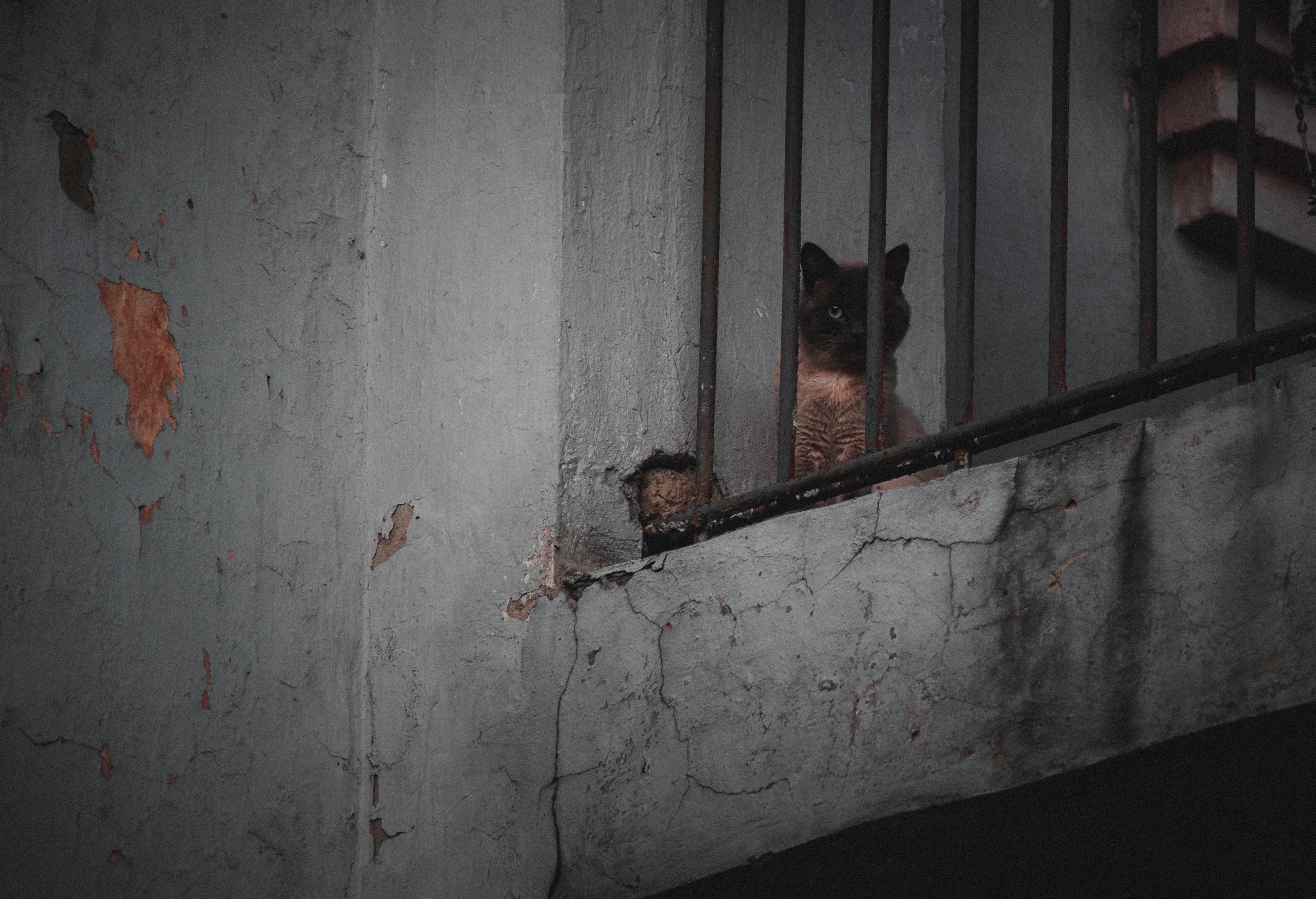 Кошачий взгляд