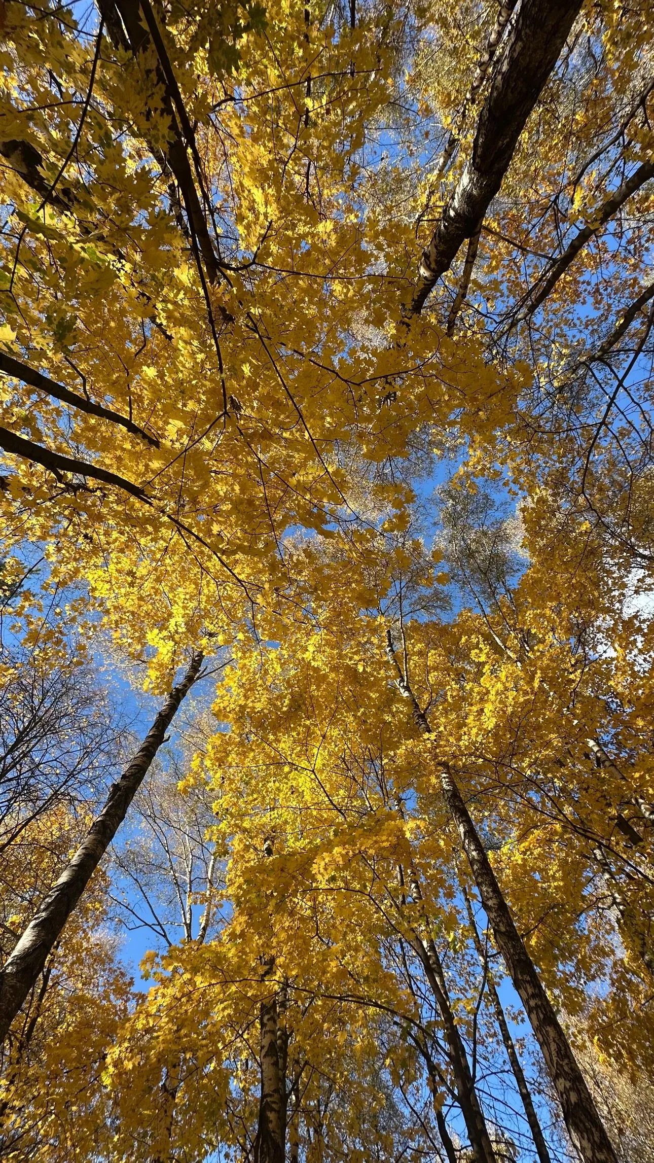 Осень