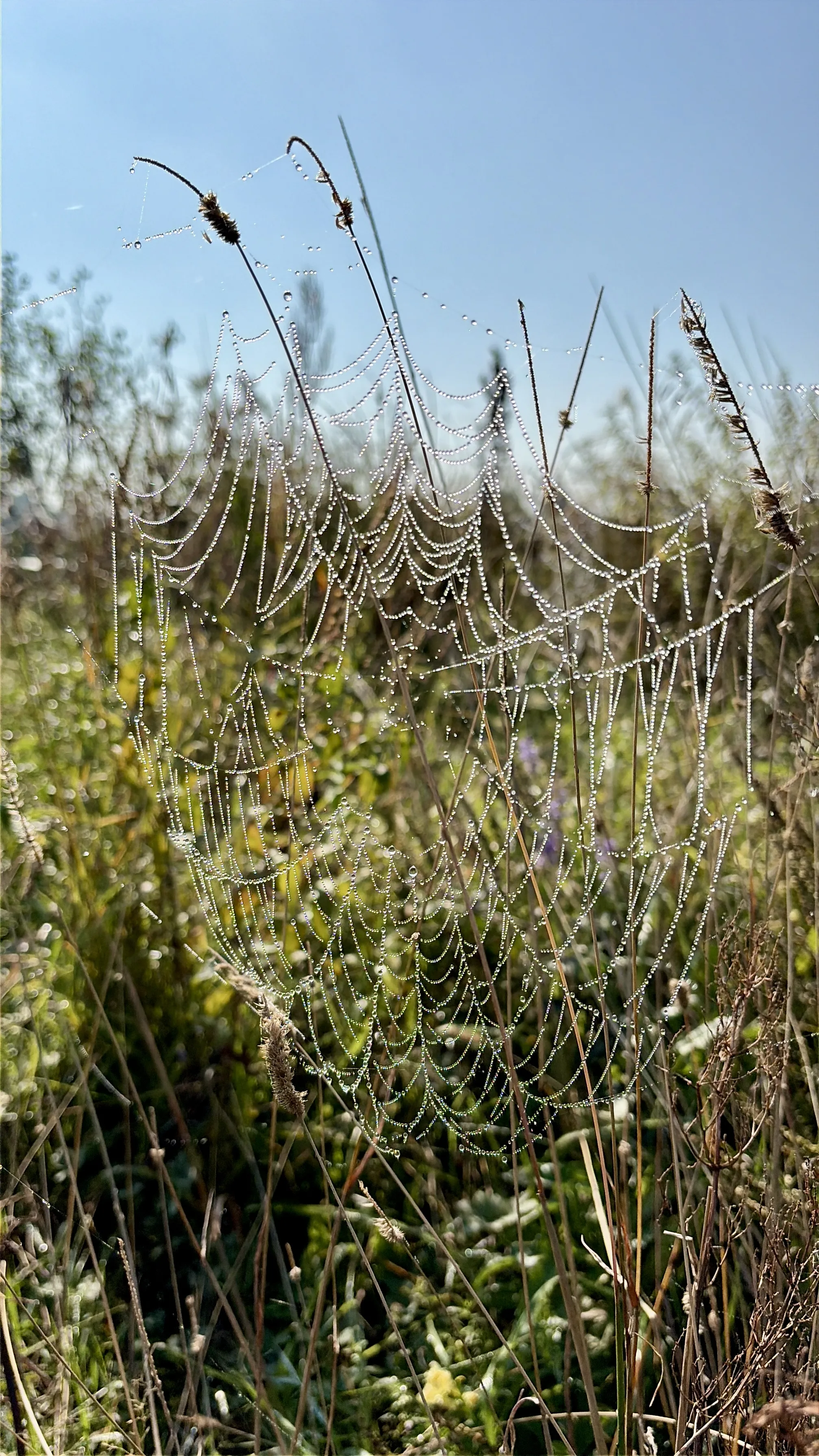 Летняя зарисовка