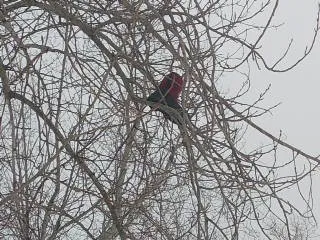 Золушка не там пробегала.