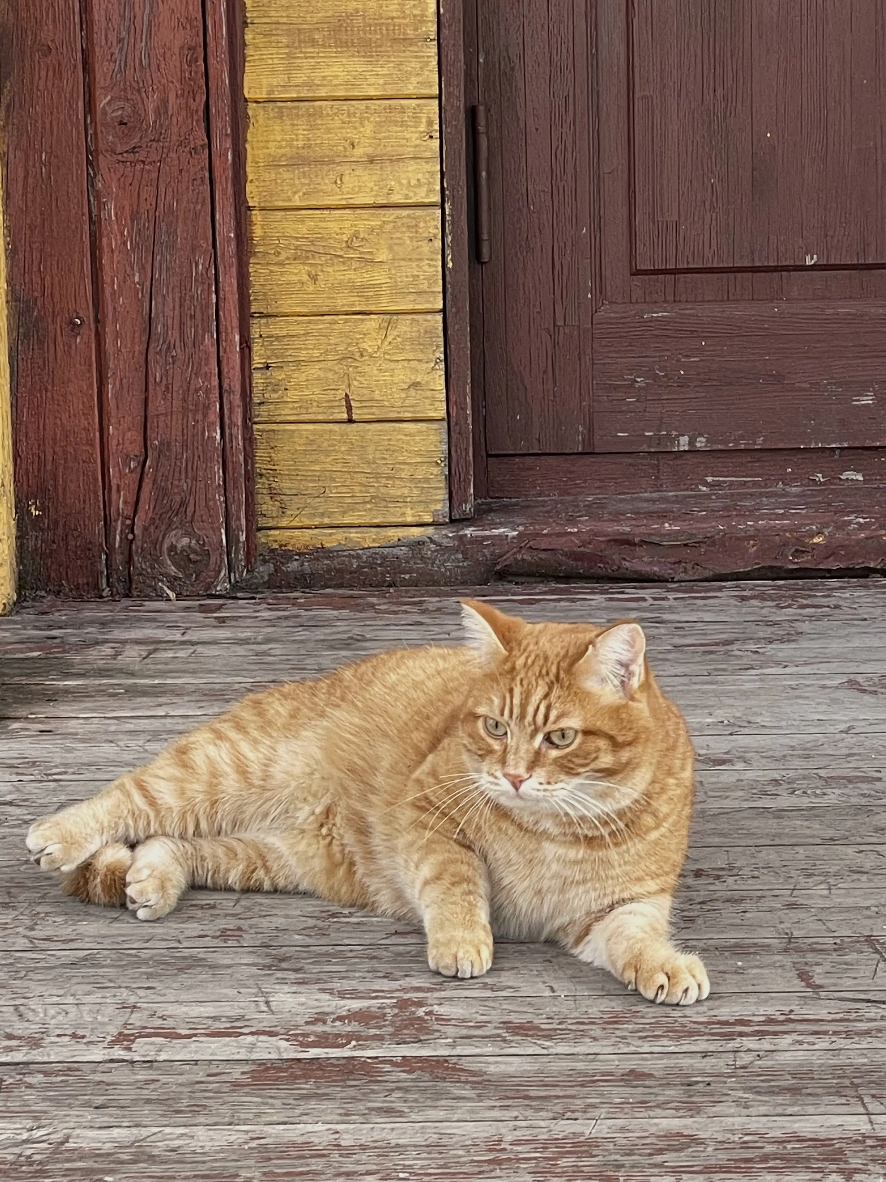 Заполярный кот