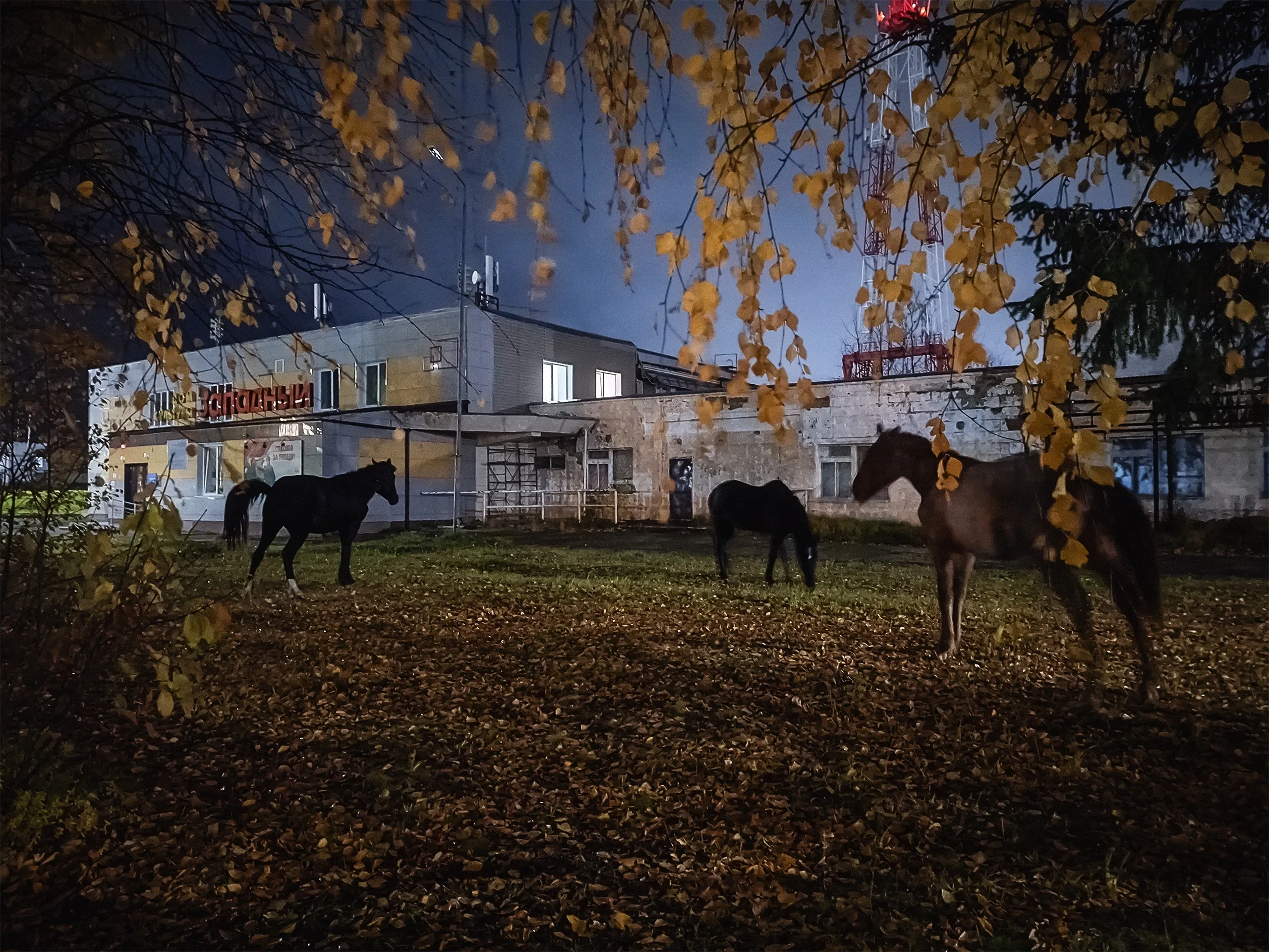Ночь. Осень. Дом культуры. Кони.