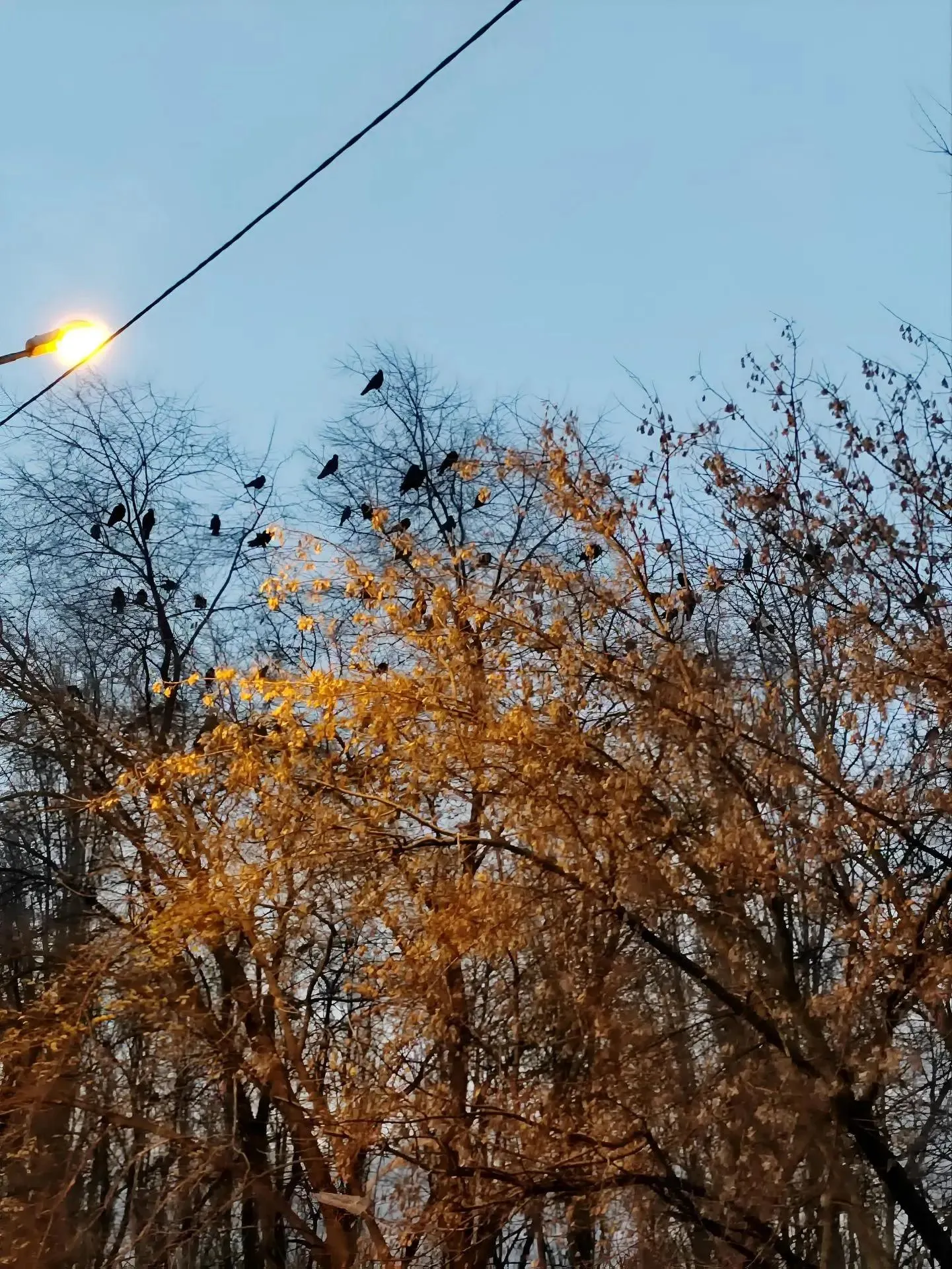 Золотой совет