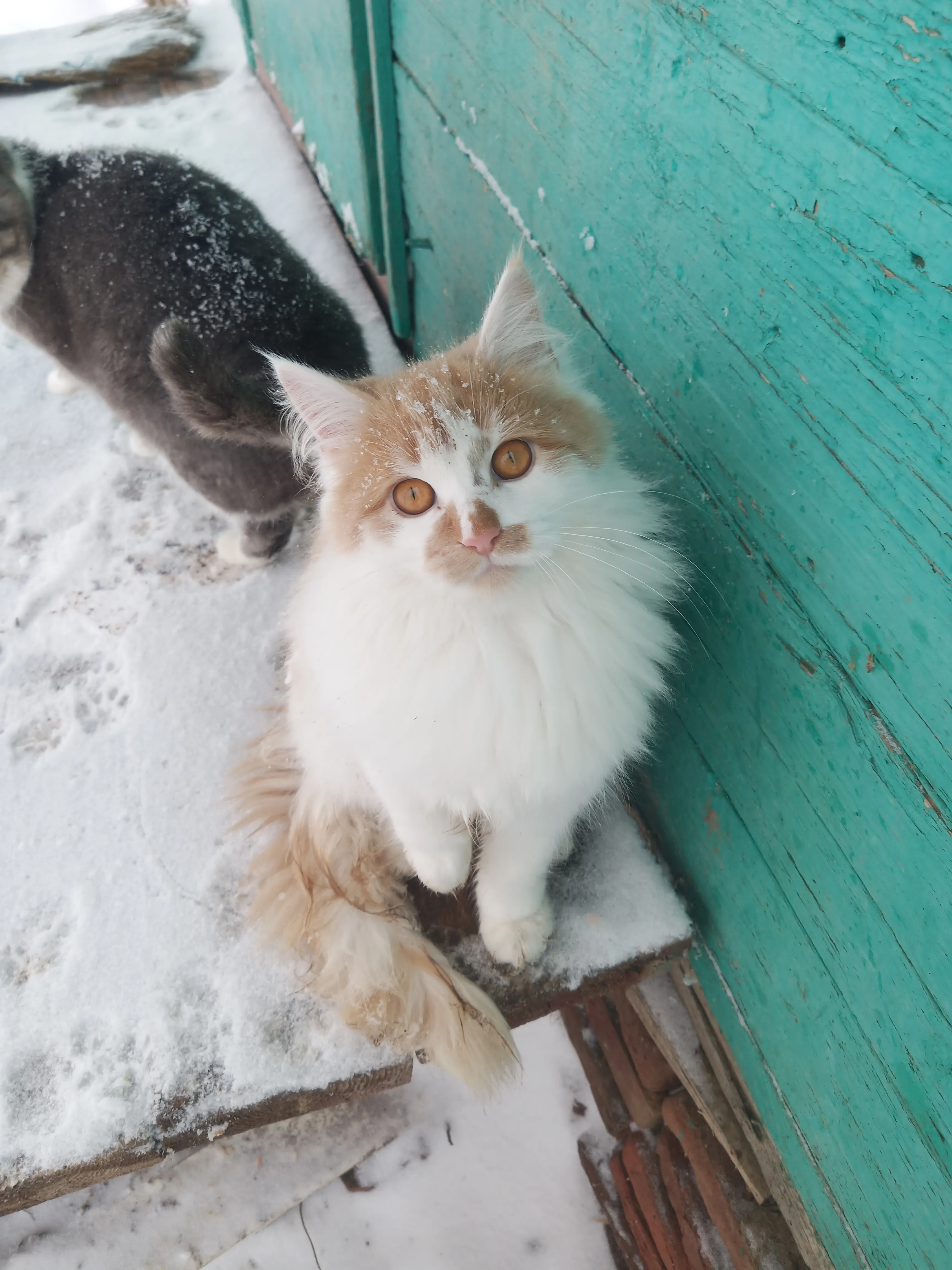 Янтарный взгляд