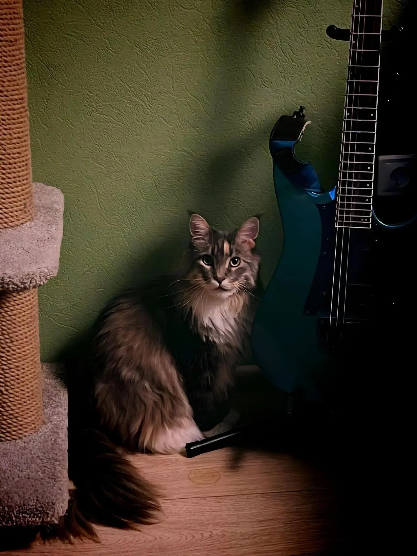 Кошачий ритм