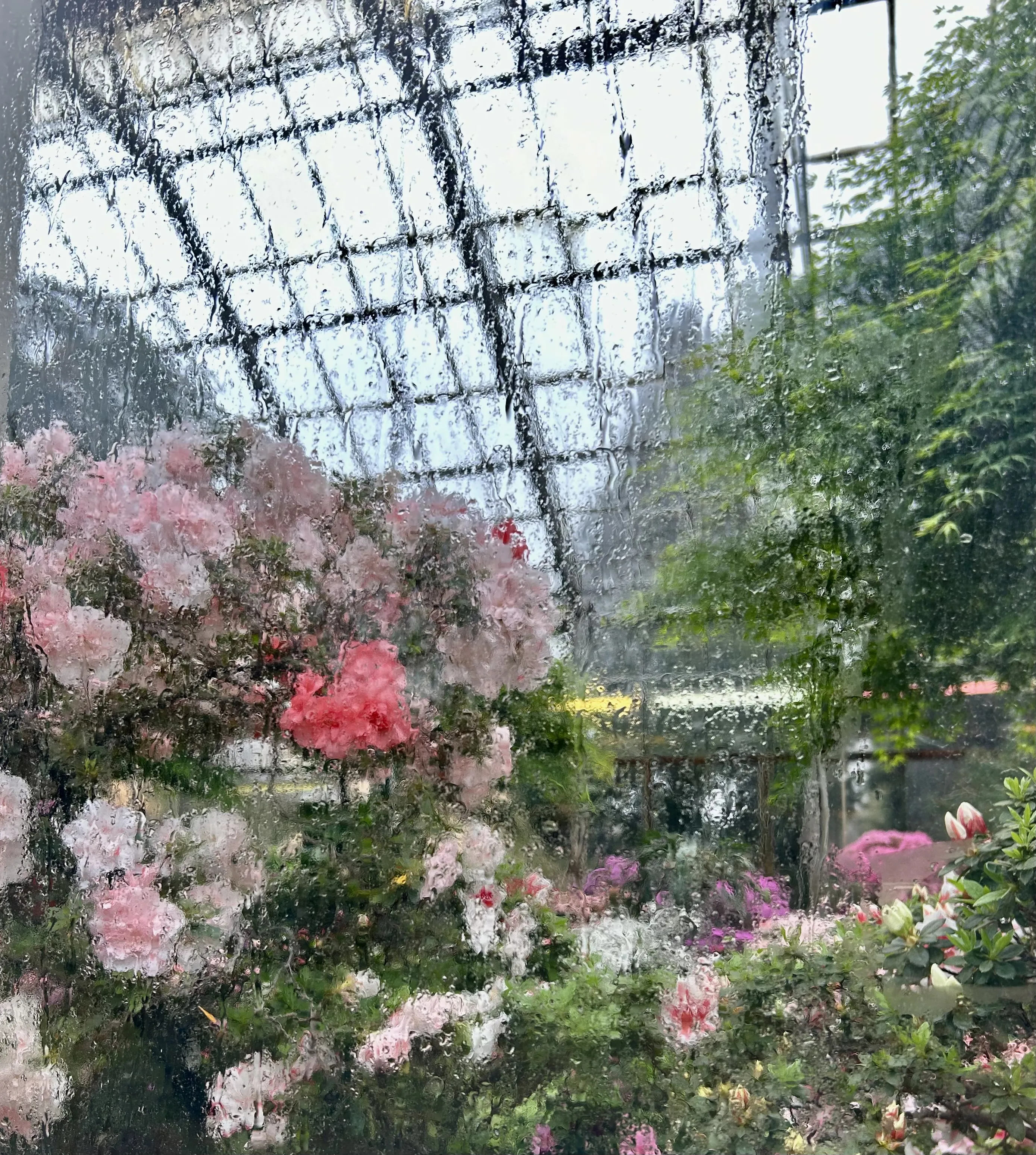 Сезон цветения