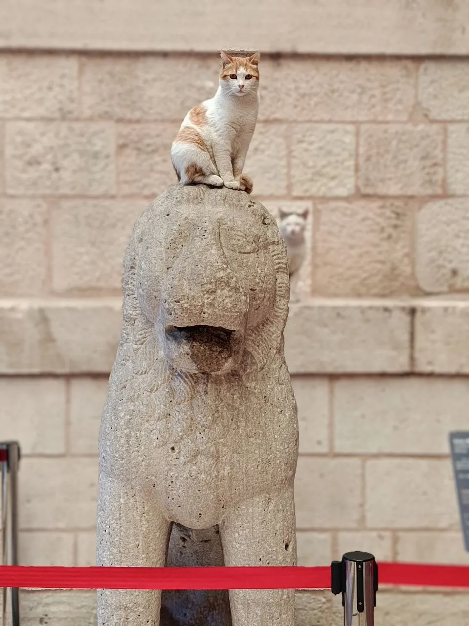 Кот на коте