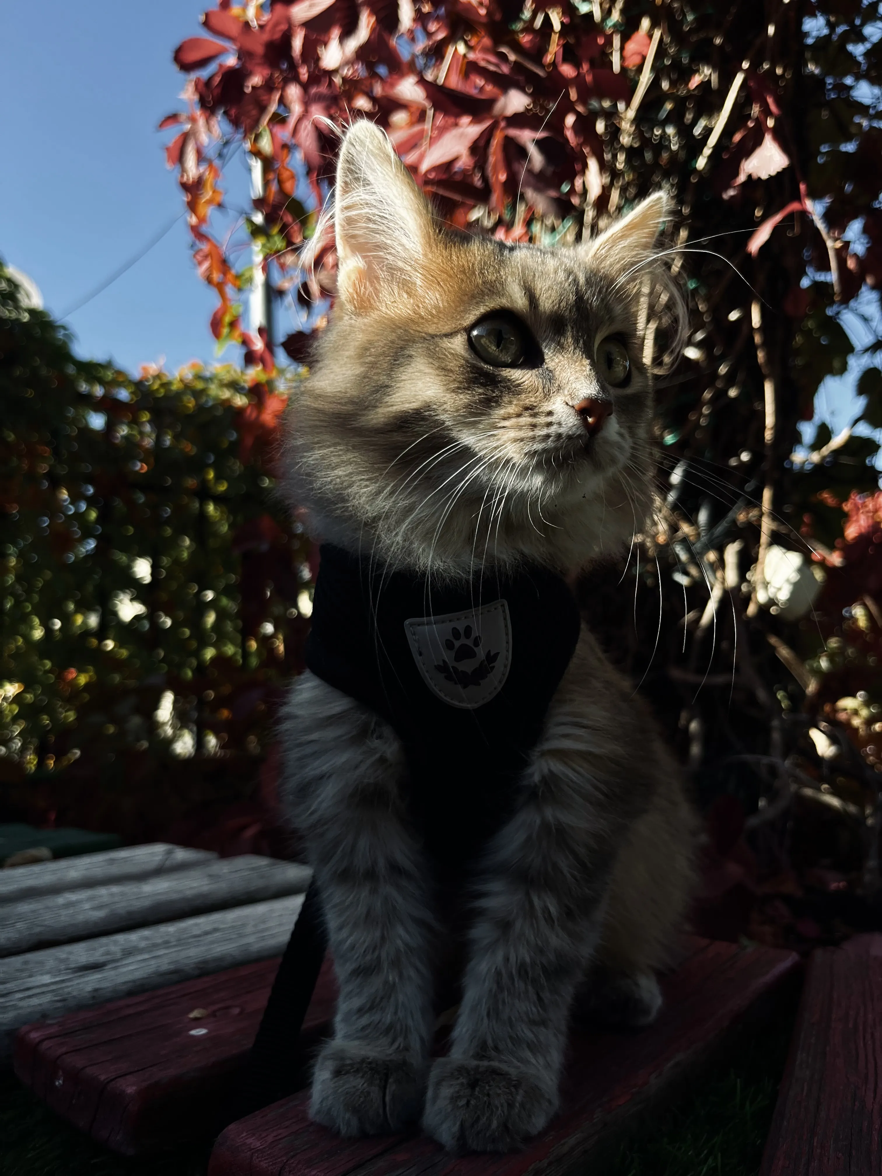 Осенние котопрогулки