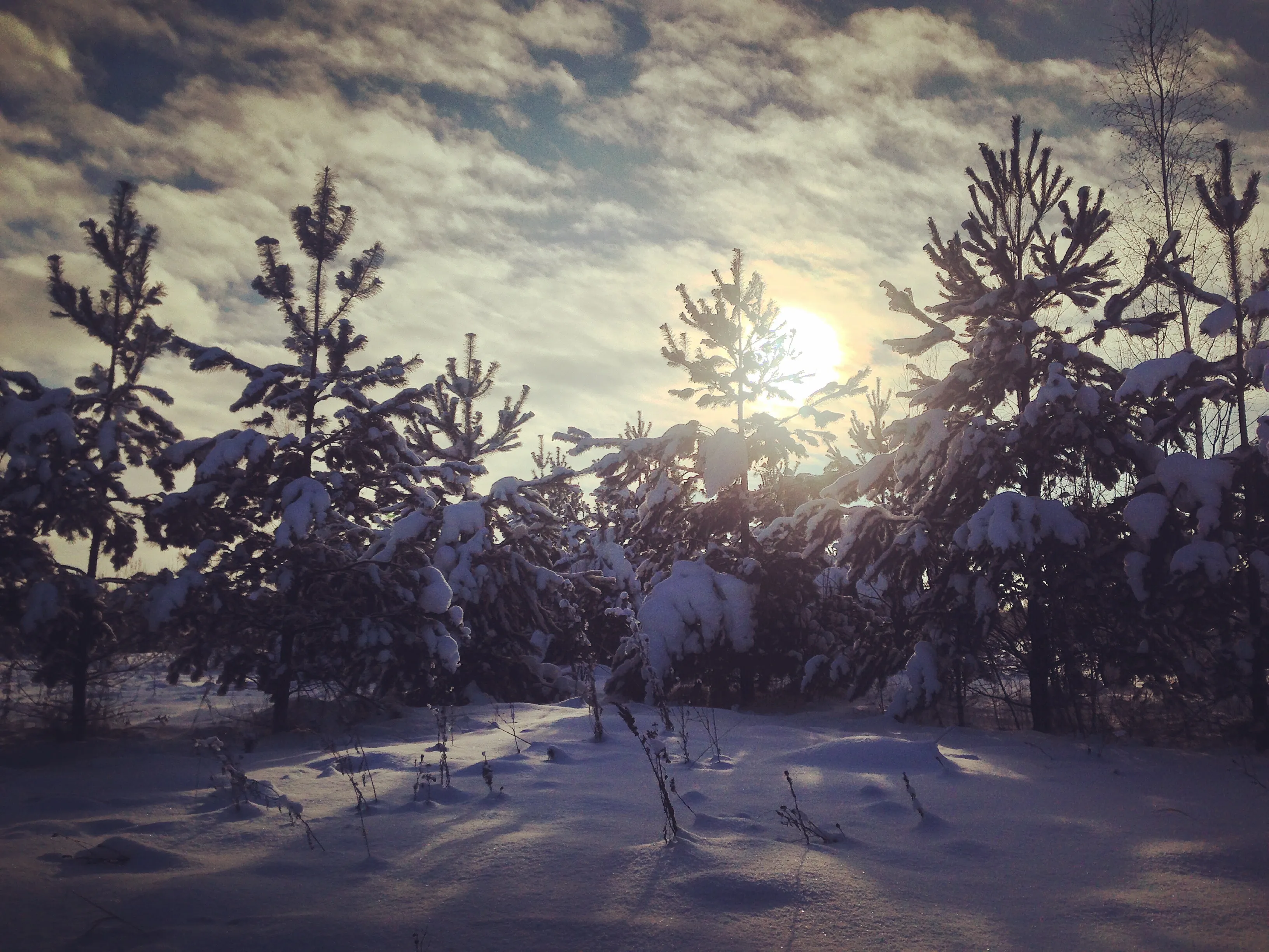 Зимняя прогулка