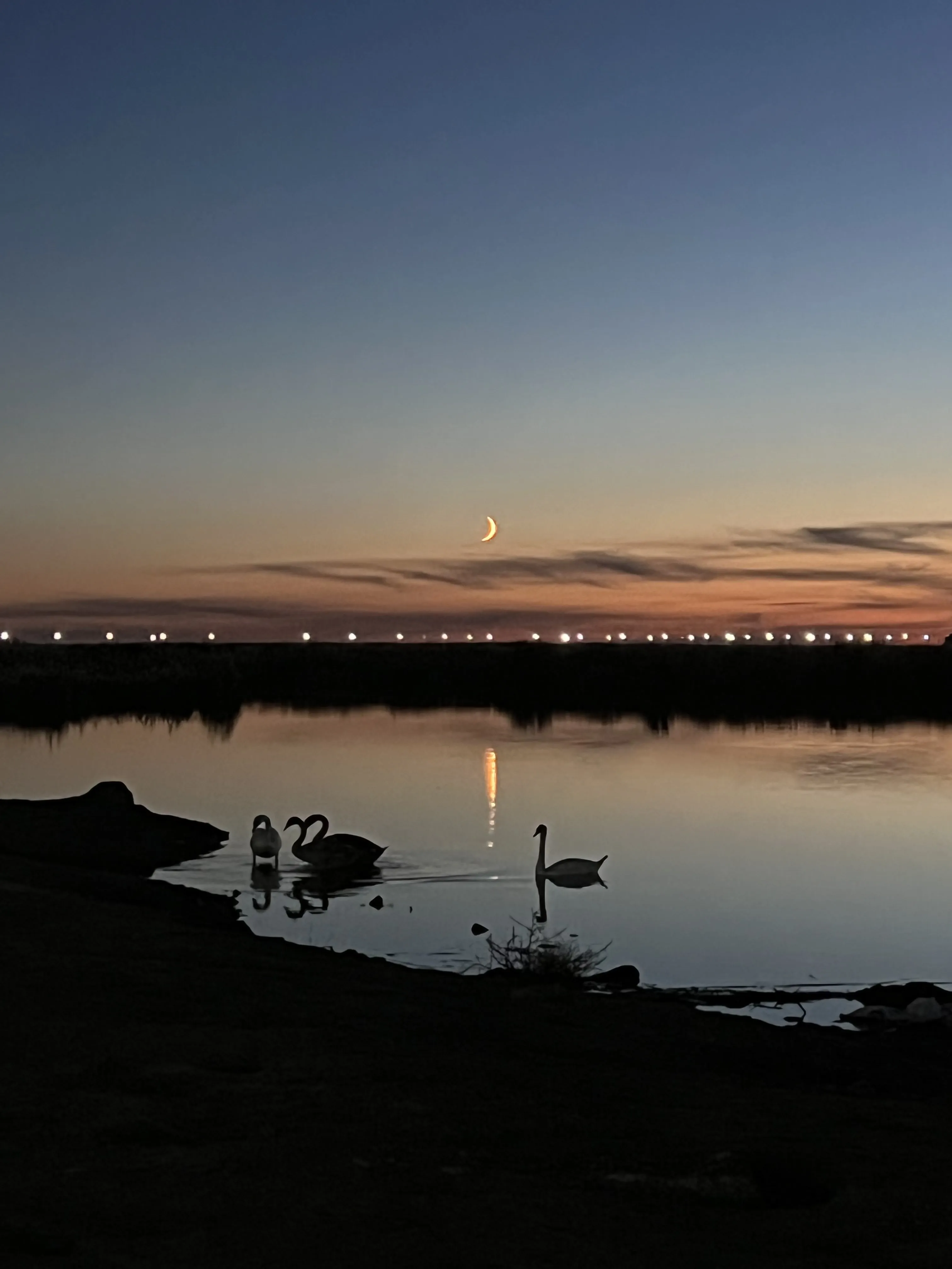 moonlight