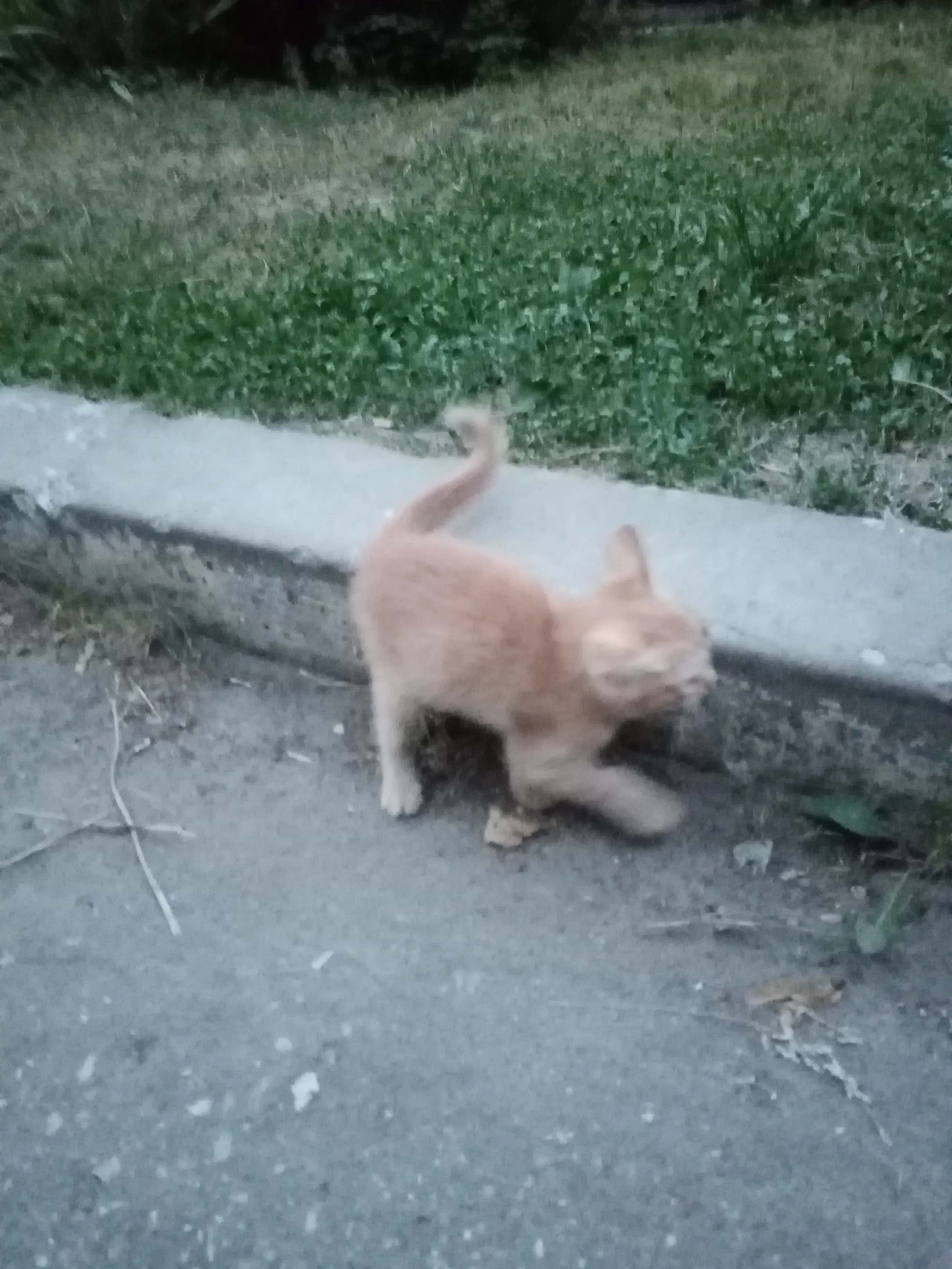 "Рыжий котёнок"