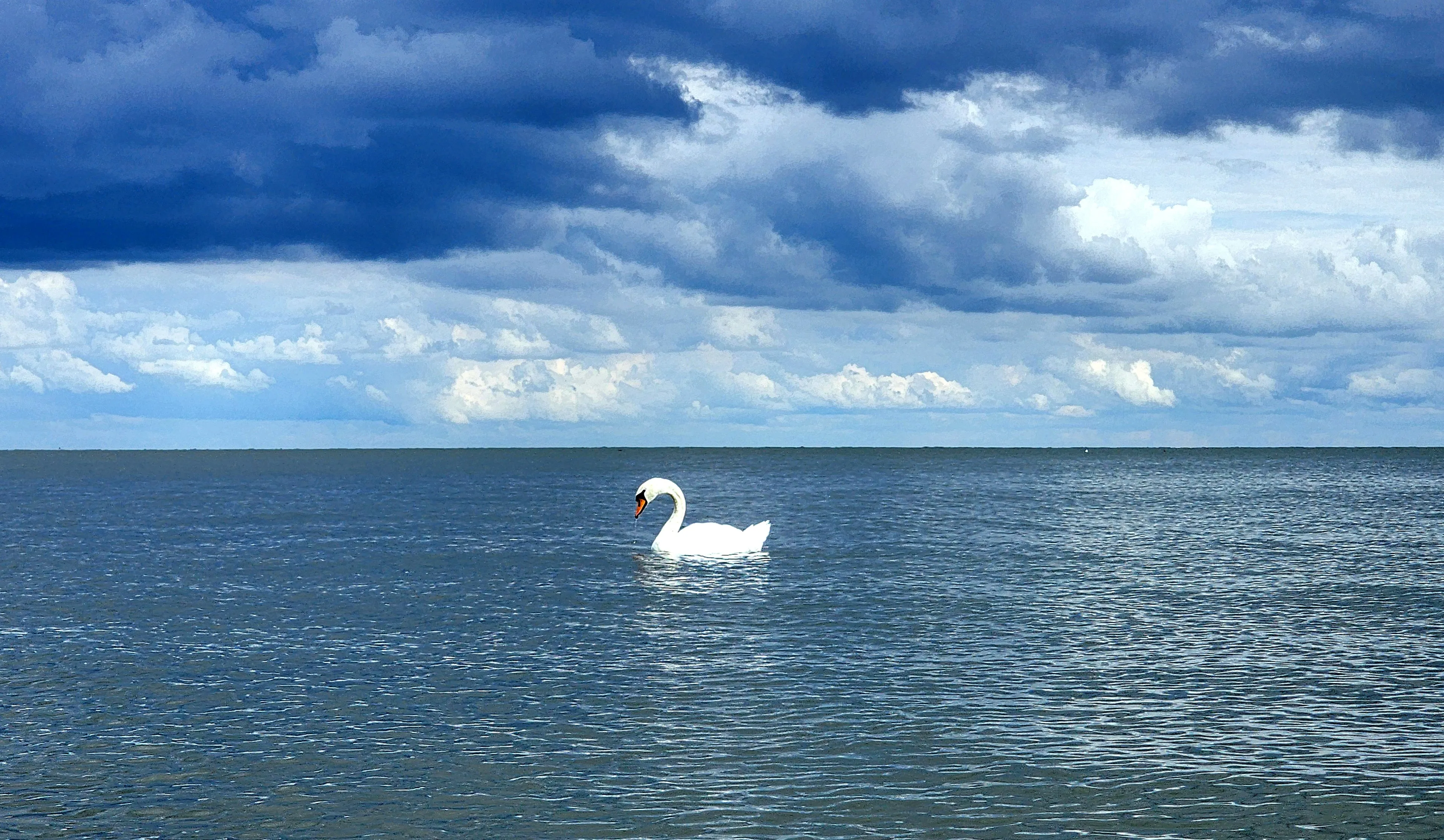 Одинокий лебедь