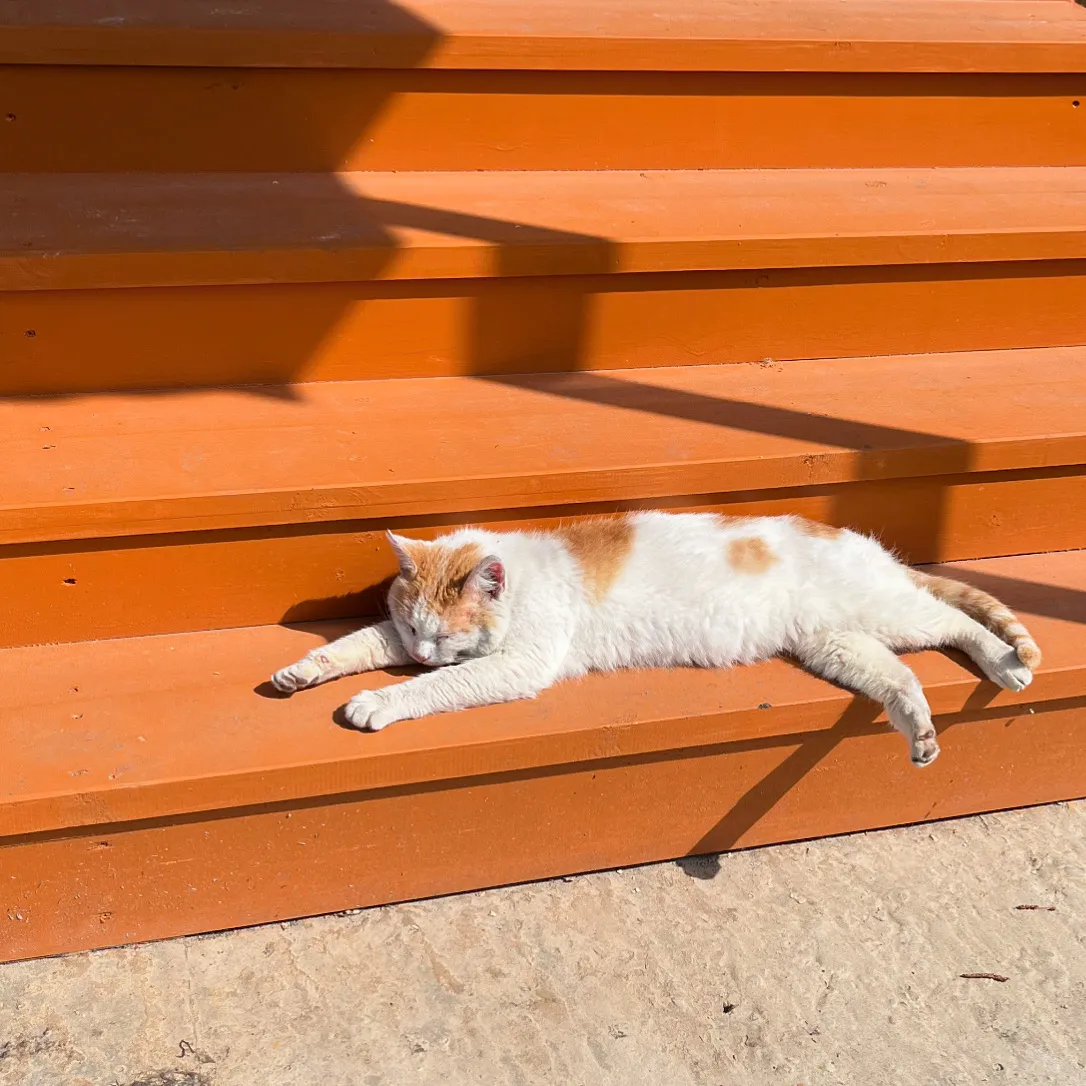 Sunny cat