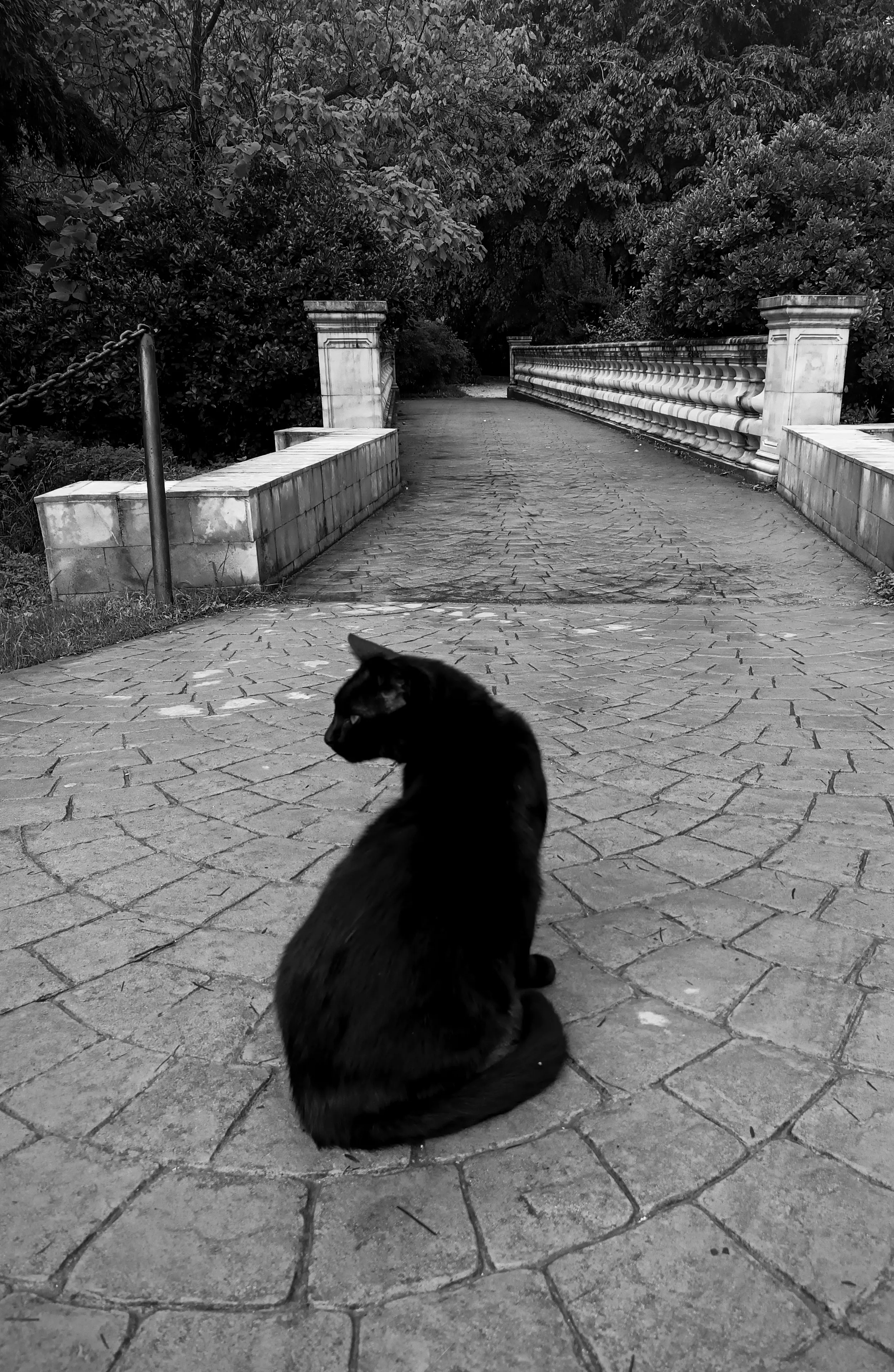 Черный кот