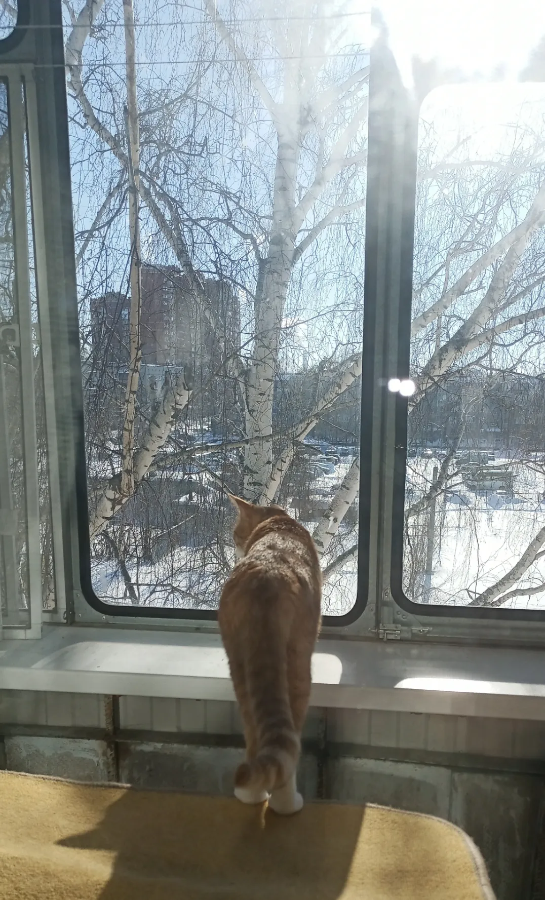 Кошачий зимний день