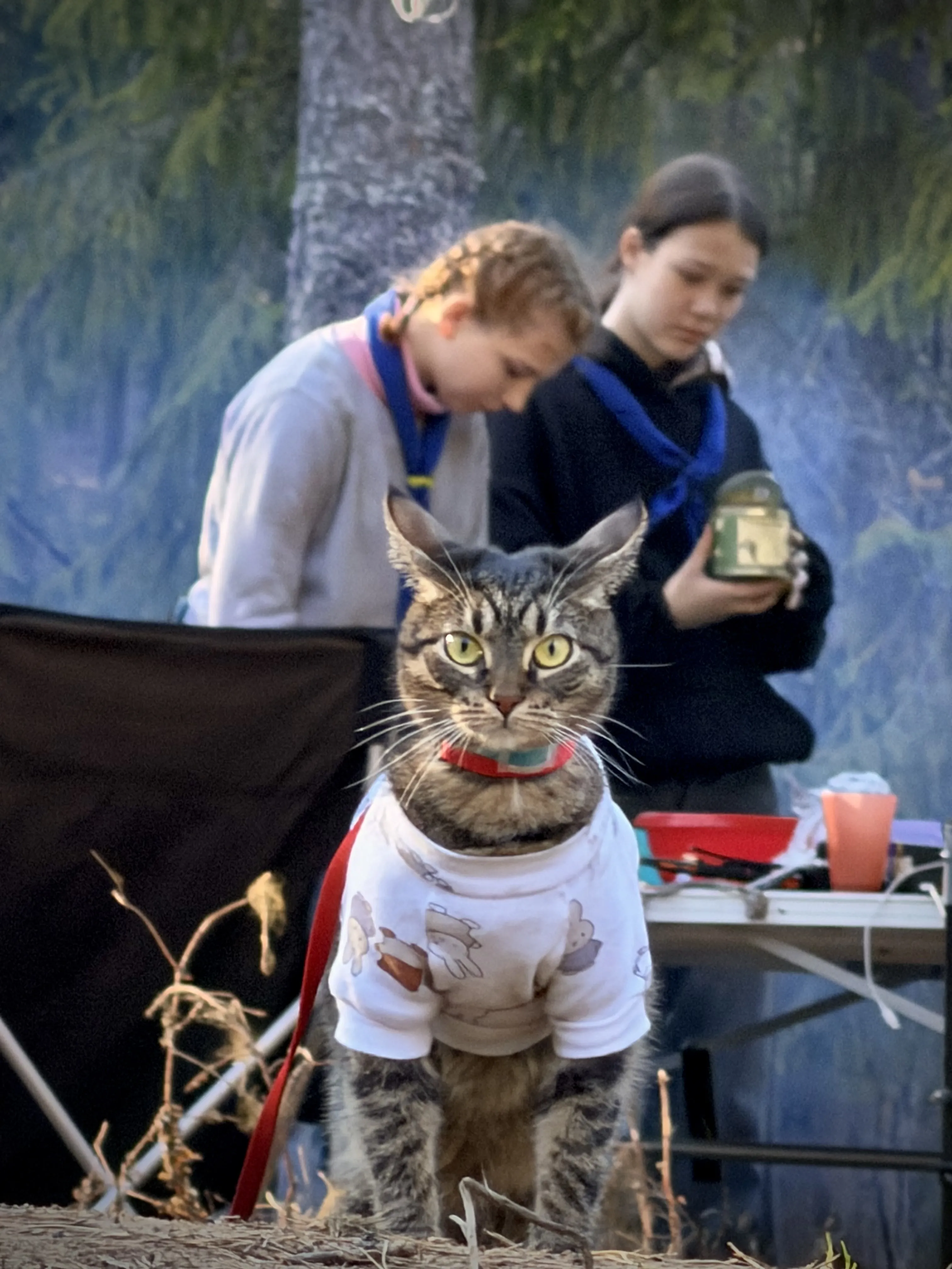 Кошка путешественница