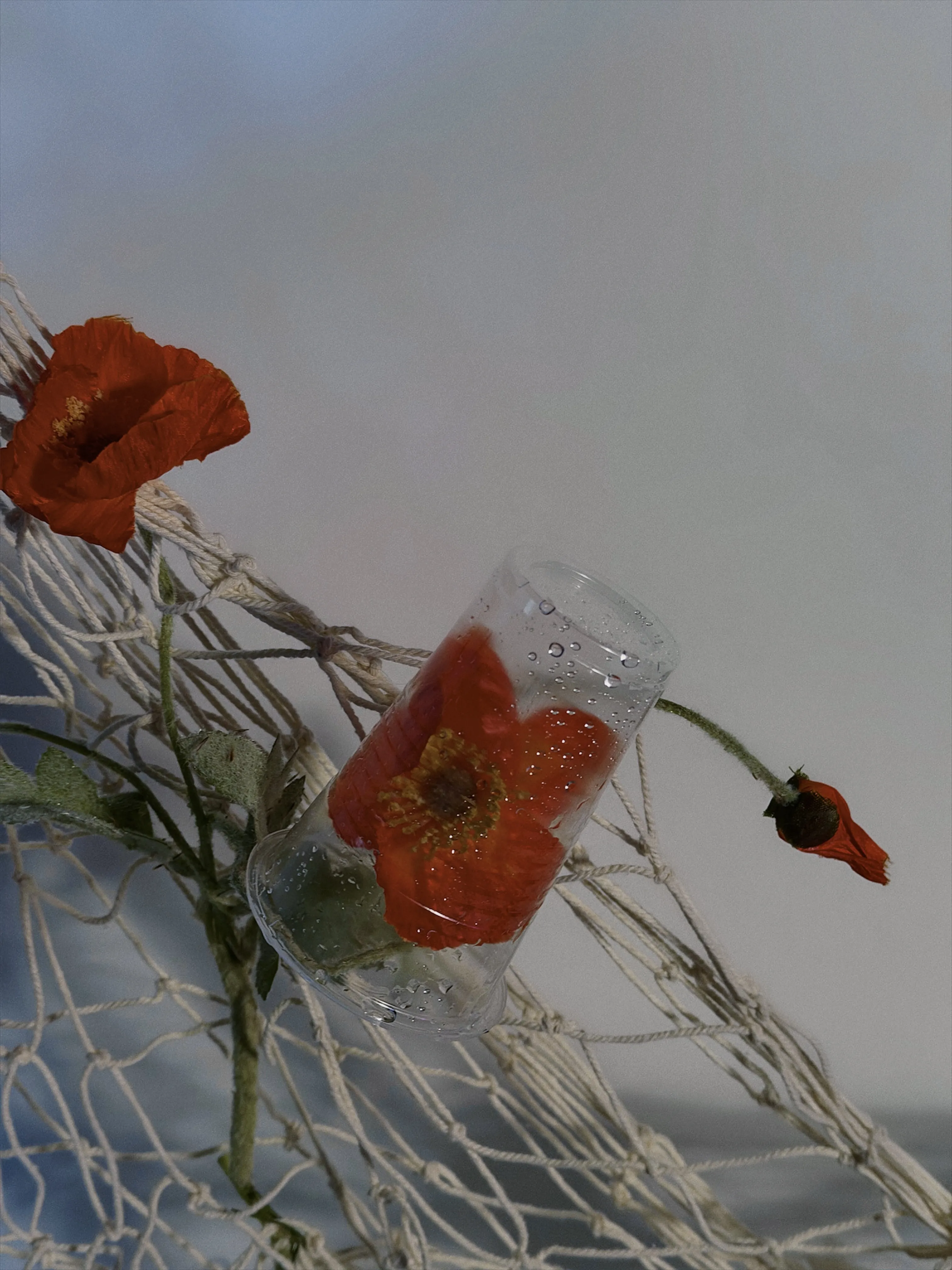 No rain, no flowers